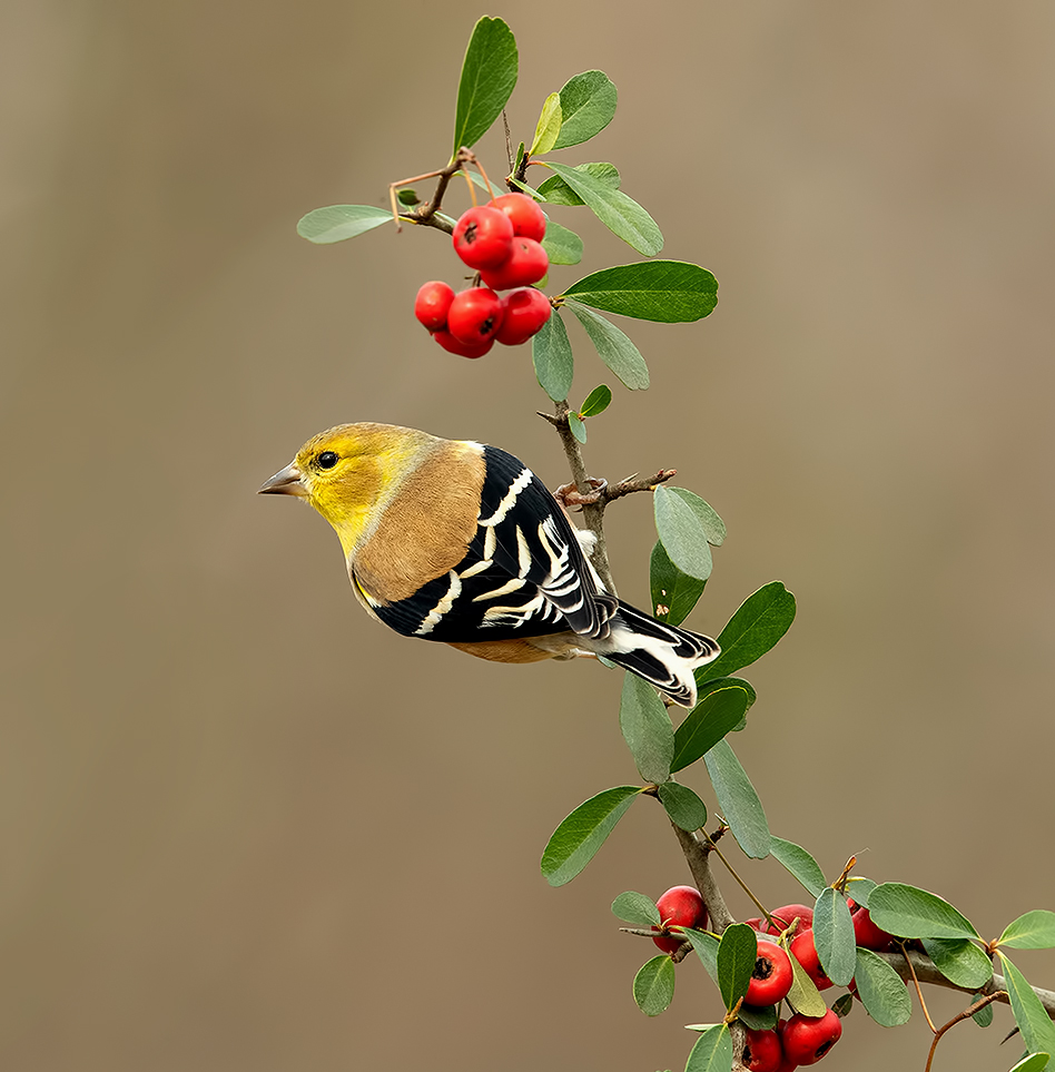 american goldfinch, американский чиж, чиж, winter birds, зимнии птицы, Etkind Elizabeth