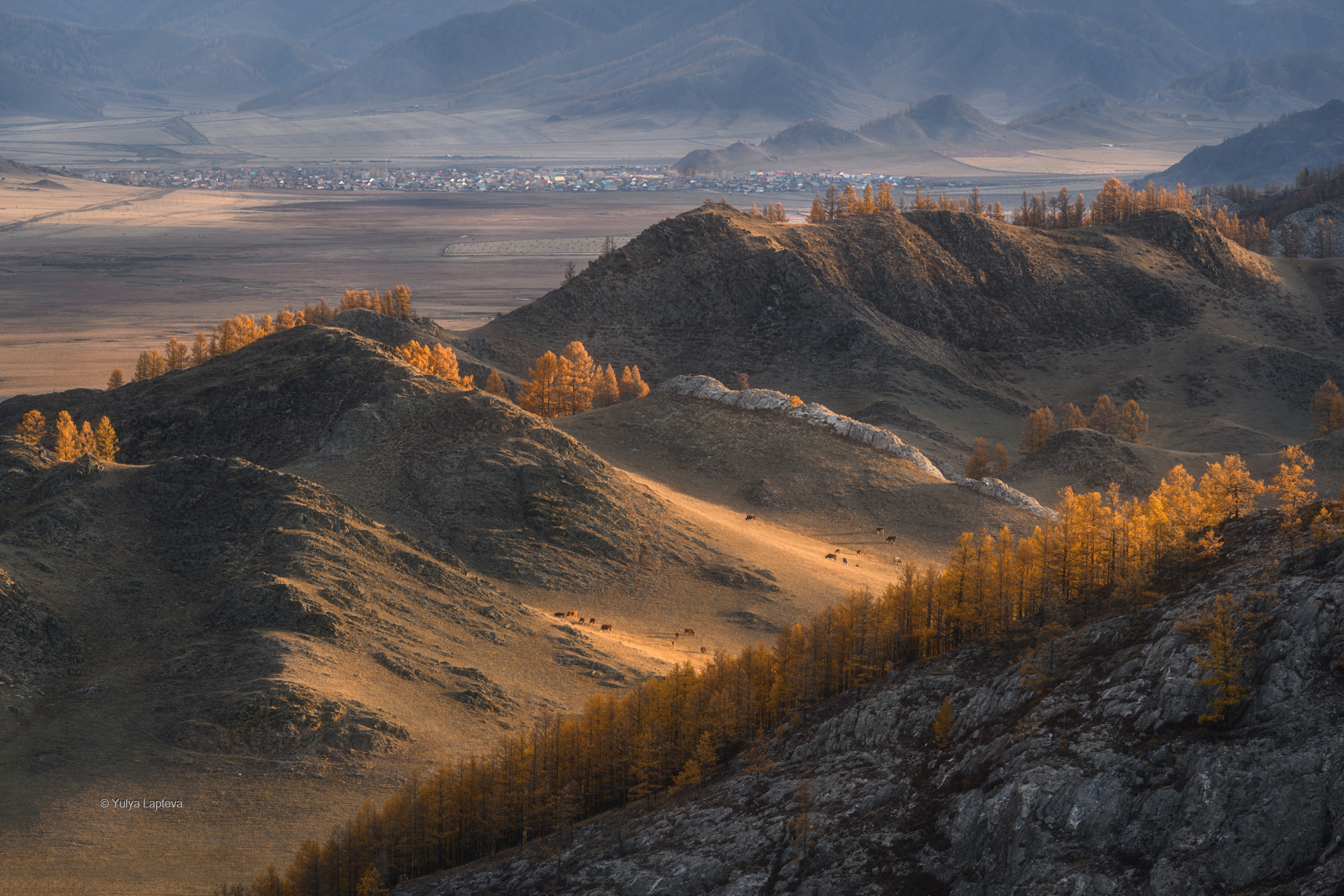 алтай, горный алтай, усть-кан, животные, Юлия Лаптева