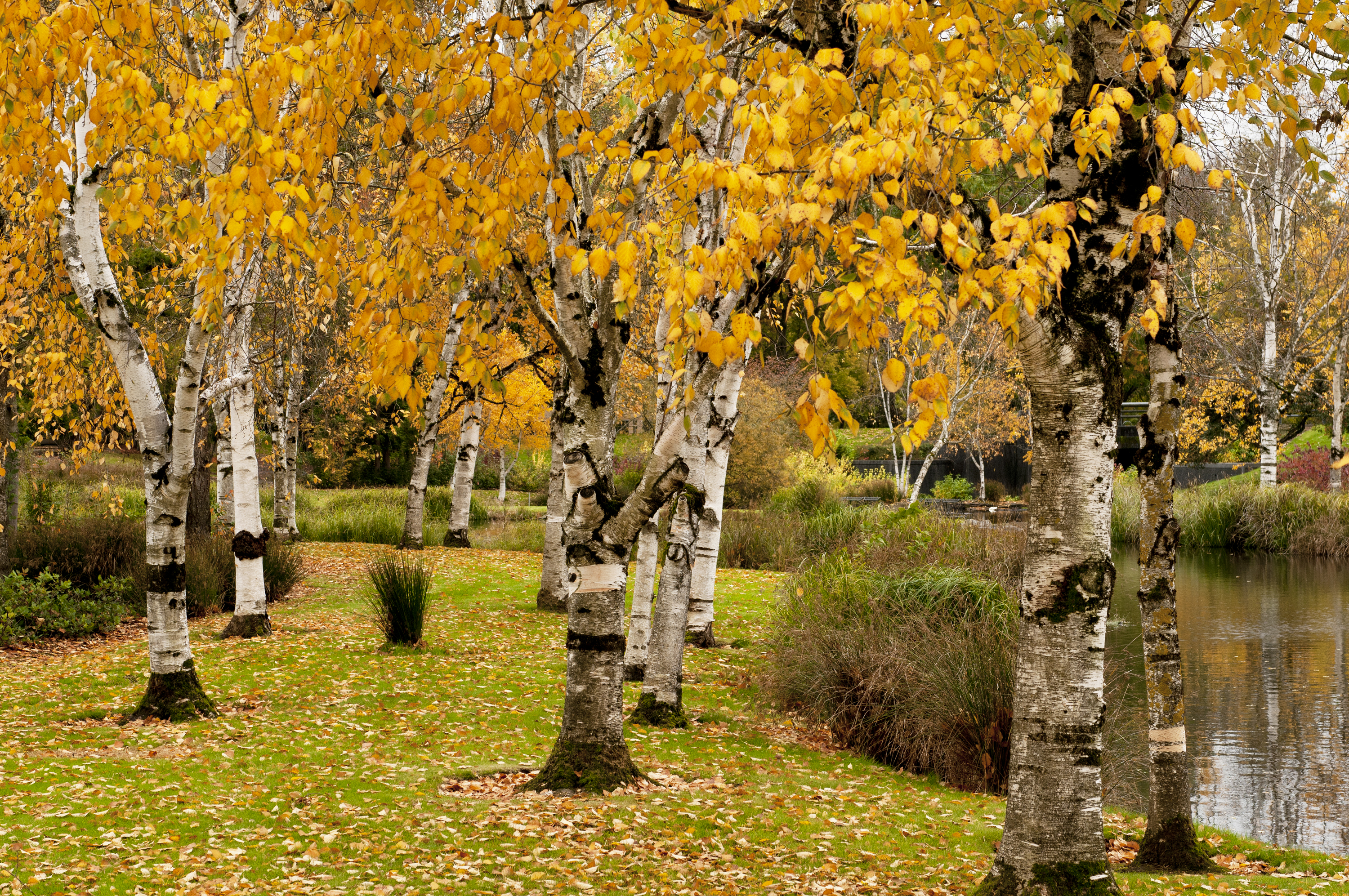 autumn, fall, leaves, color, nature, Fast Photography