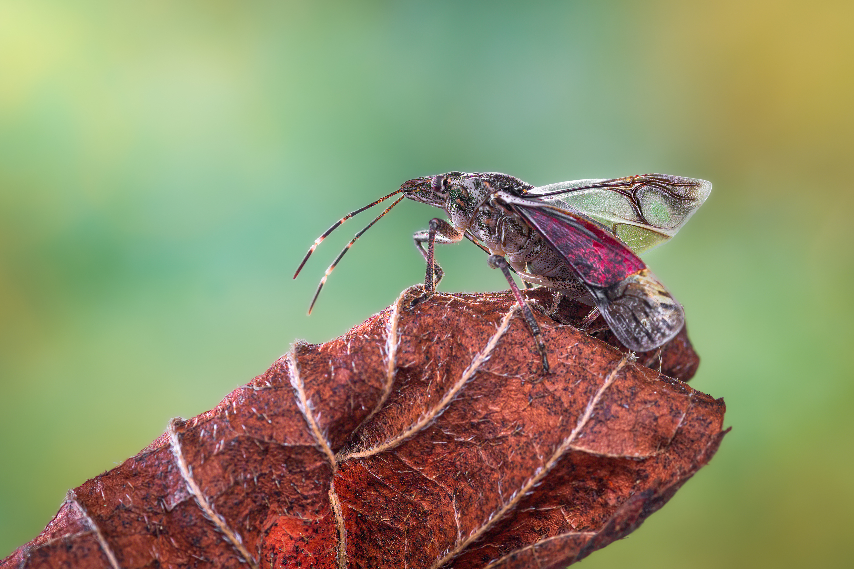 beetle, insect, fall, autumn, stink bug, macro, leaves, season, seasons, camouflage, camouflaged,, Atul Saluja