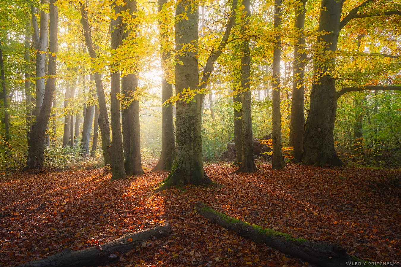 nature, landscape, morning, autumn, forest, пейзаж, природа, лес, утро, осень, Валерий Притченко