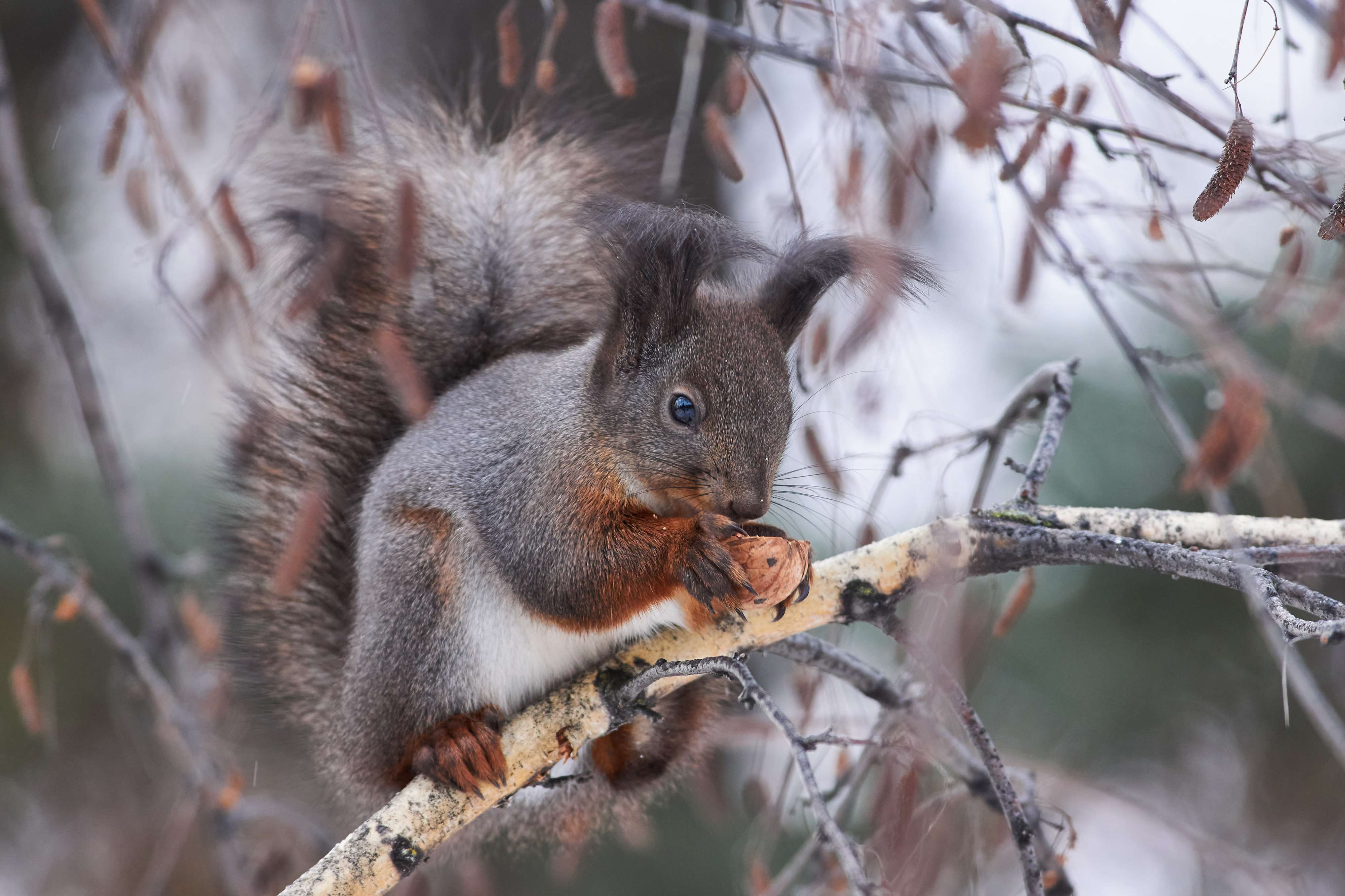 squirrel, volgograd, russia, , Павел Сторчилов