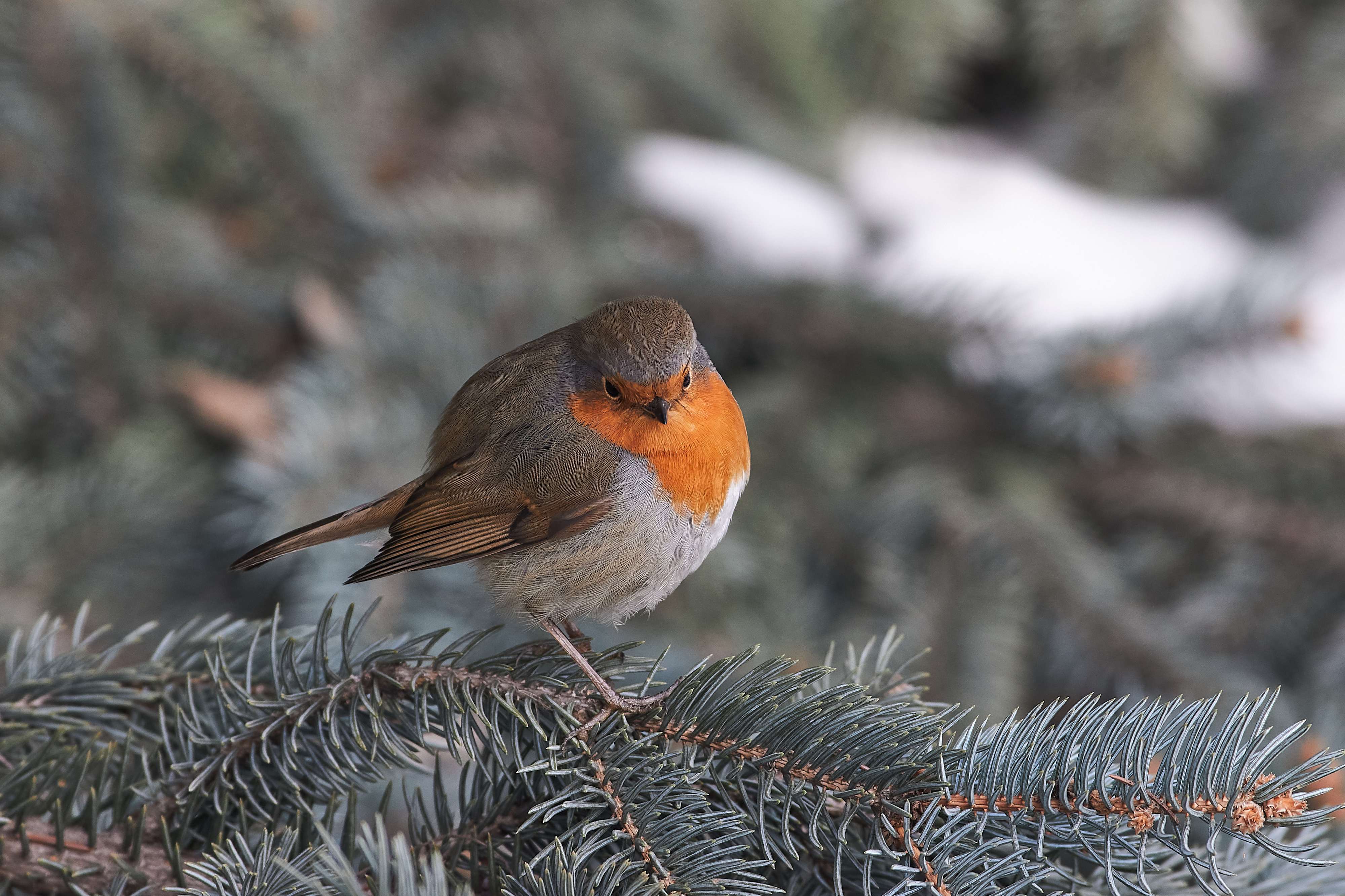 bird, birds, volgograd, russia, wildlife, , Павел Сторчилов