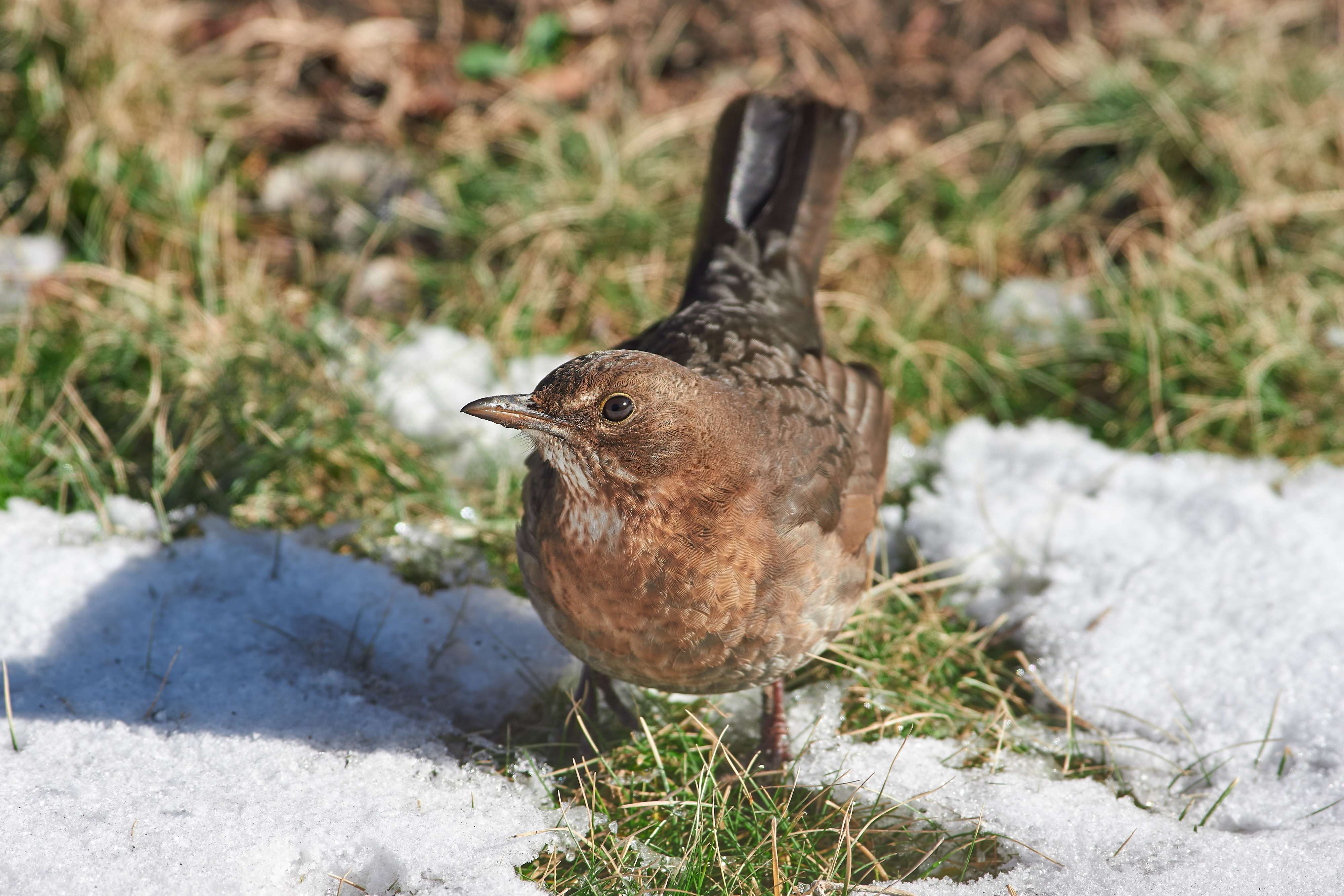 bird, birds, volgograd, russia, wildlife, , Павел Сторчилов