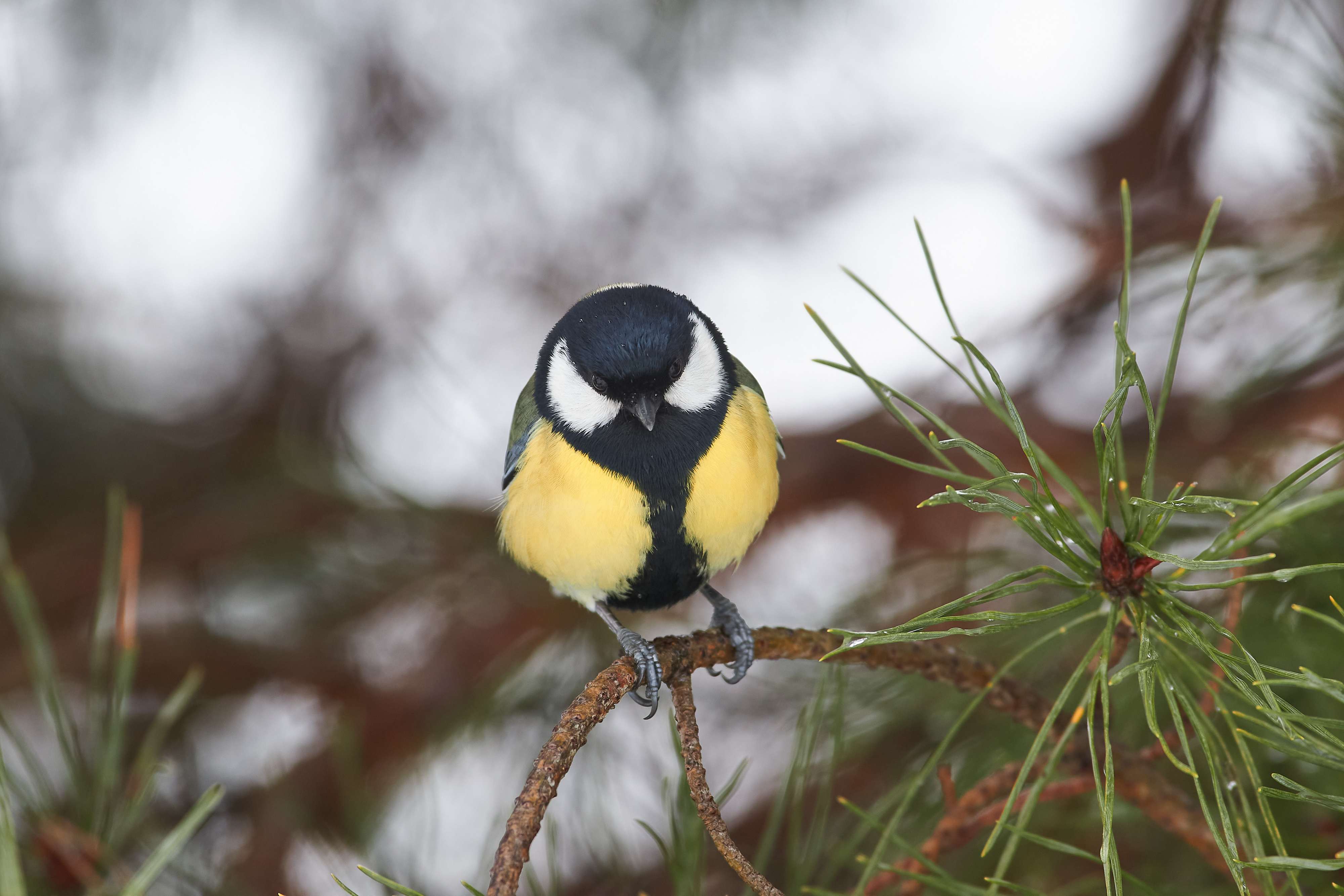 bird, birds, volgograd, russia, wildlife, , Павел Сторчилов