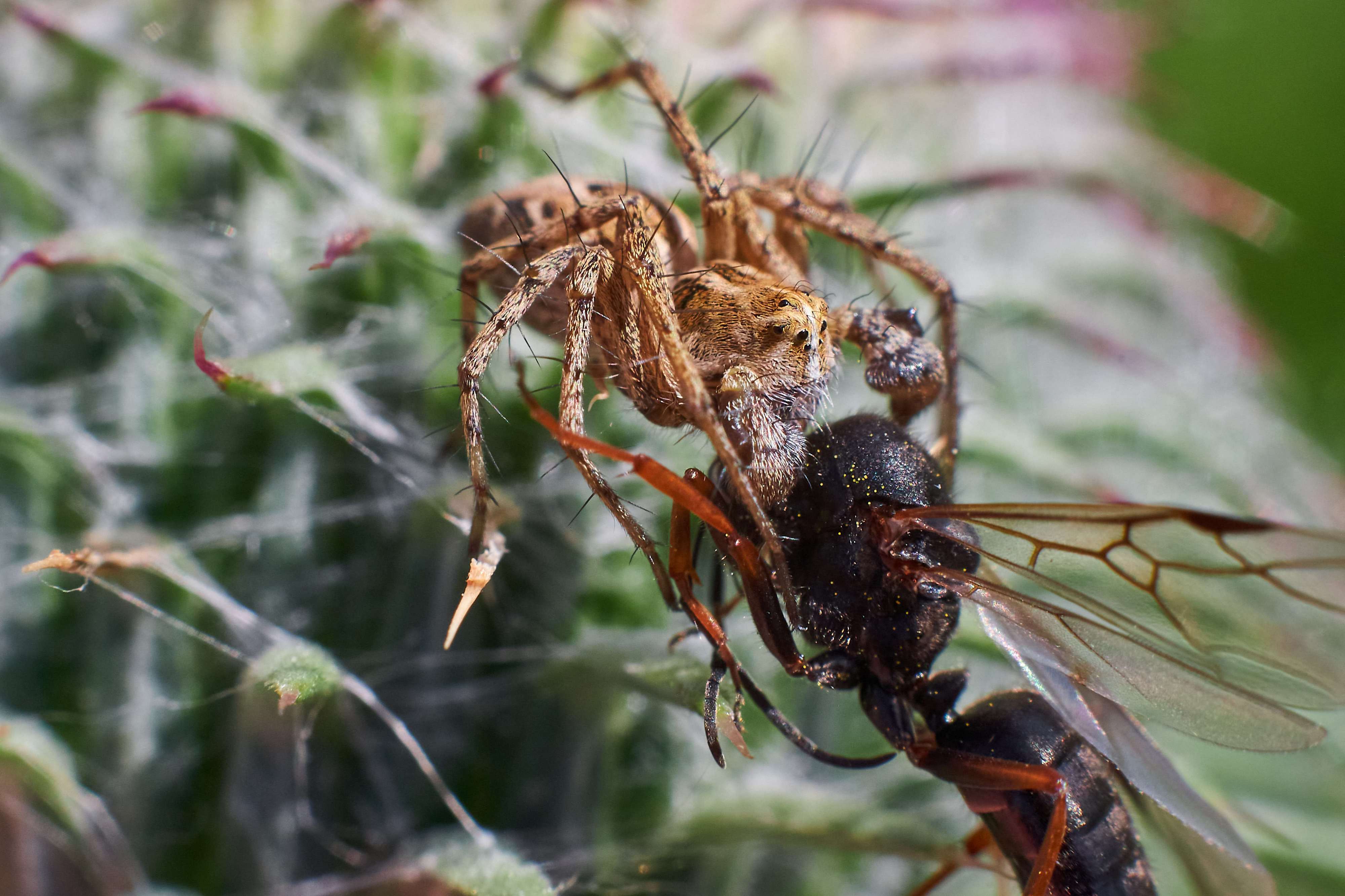 macro, volgograd, russia, wildlife, spider,, Павел Сторчилов