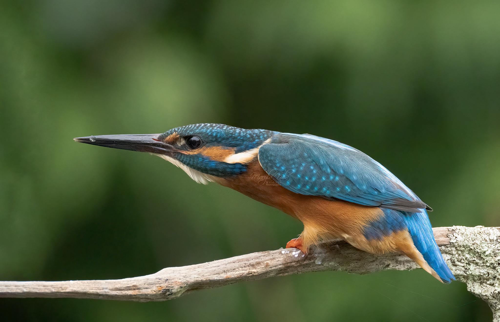 kingfisher, birds, nature, wildlife, canon, MARIA KULA