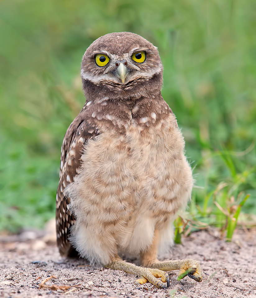 owl, burrowing owl,сыч, флорида,florida, хищные птицы, Etkind Elizabeth