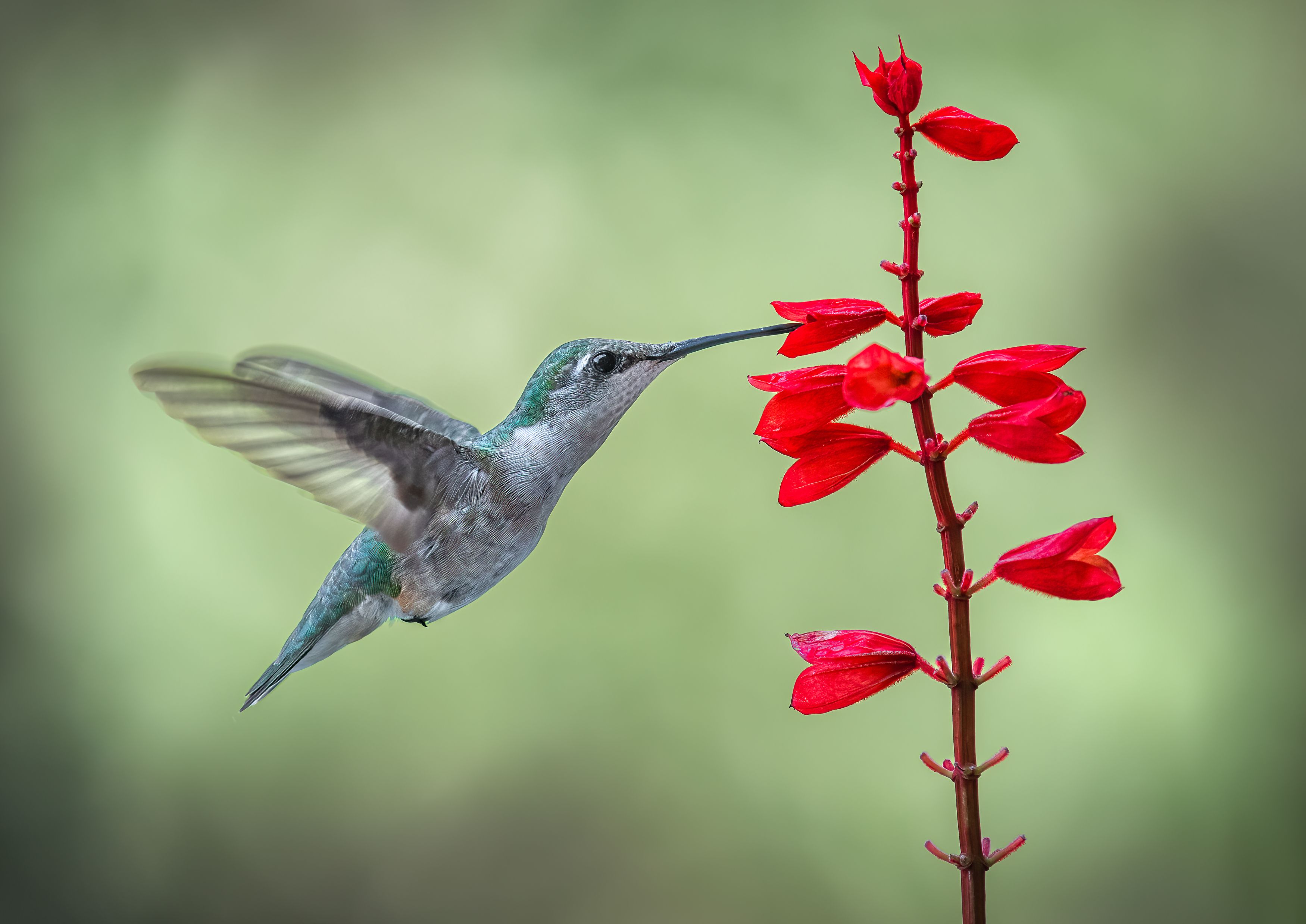 bird, humming, hummingbird, hummingbirds, hummer, rufous, nature, animals, wild, action, dynamic, Atul Saluja