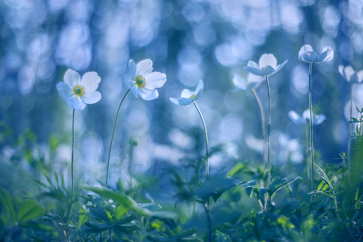 макро, природа, боке, цветы, анемон, macro, nature, flowers, лес, весна, Sokolova Tatiana