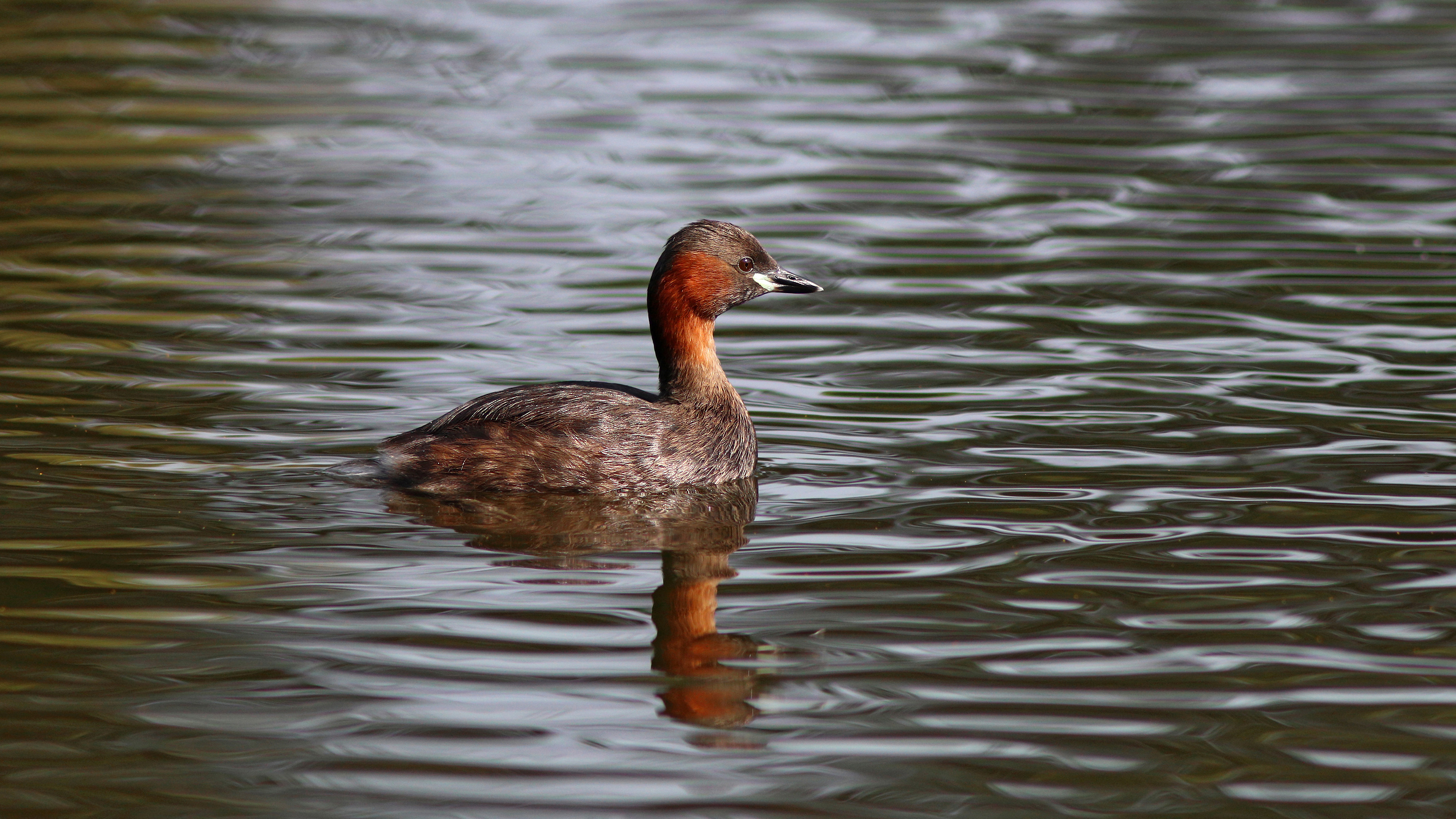 малая поганка, tachybaptus ruficollis, little grebe, Бондаренко Георгий