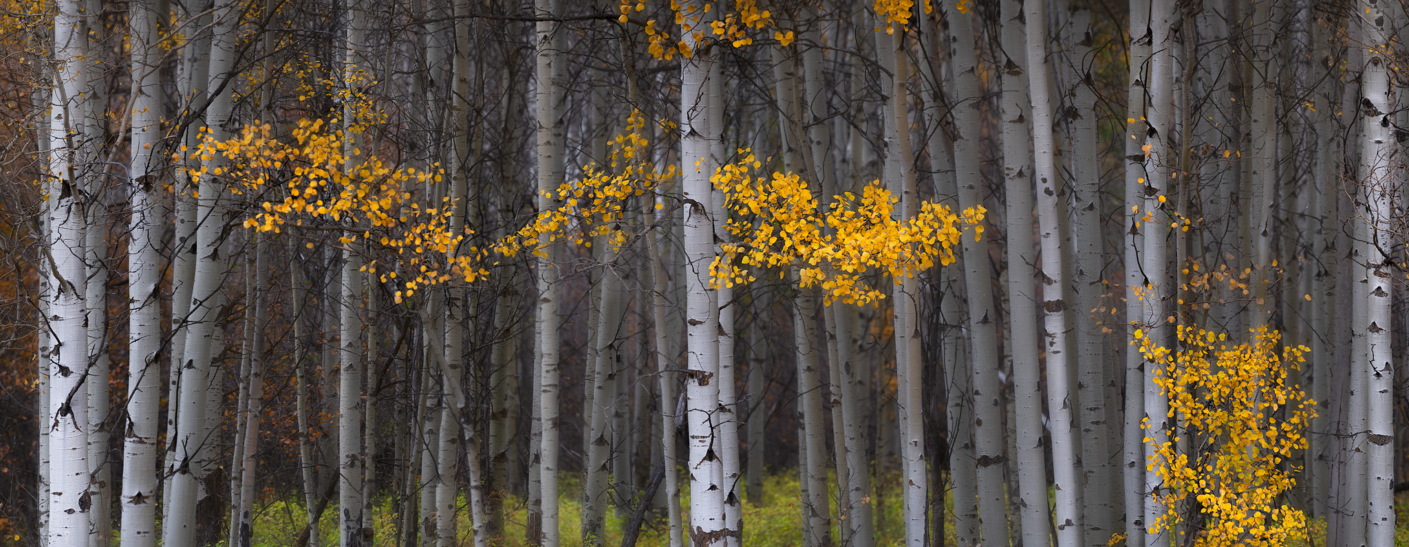 aspens, trees, fall, yellow leaves,, Gubski Alexander