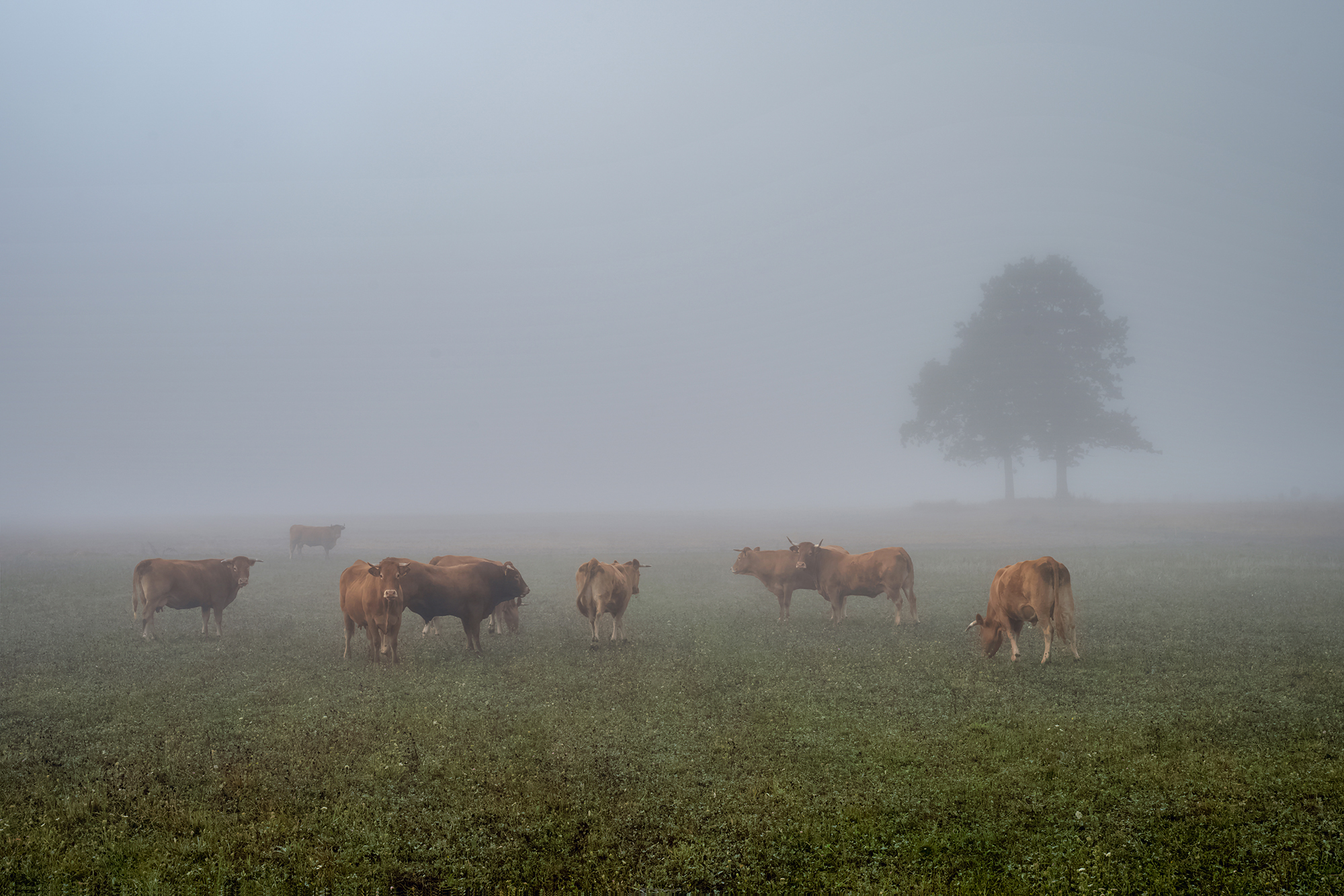 tree,mist,morning,cows,field, Eugenijus Rauduve