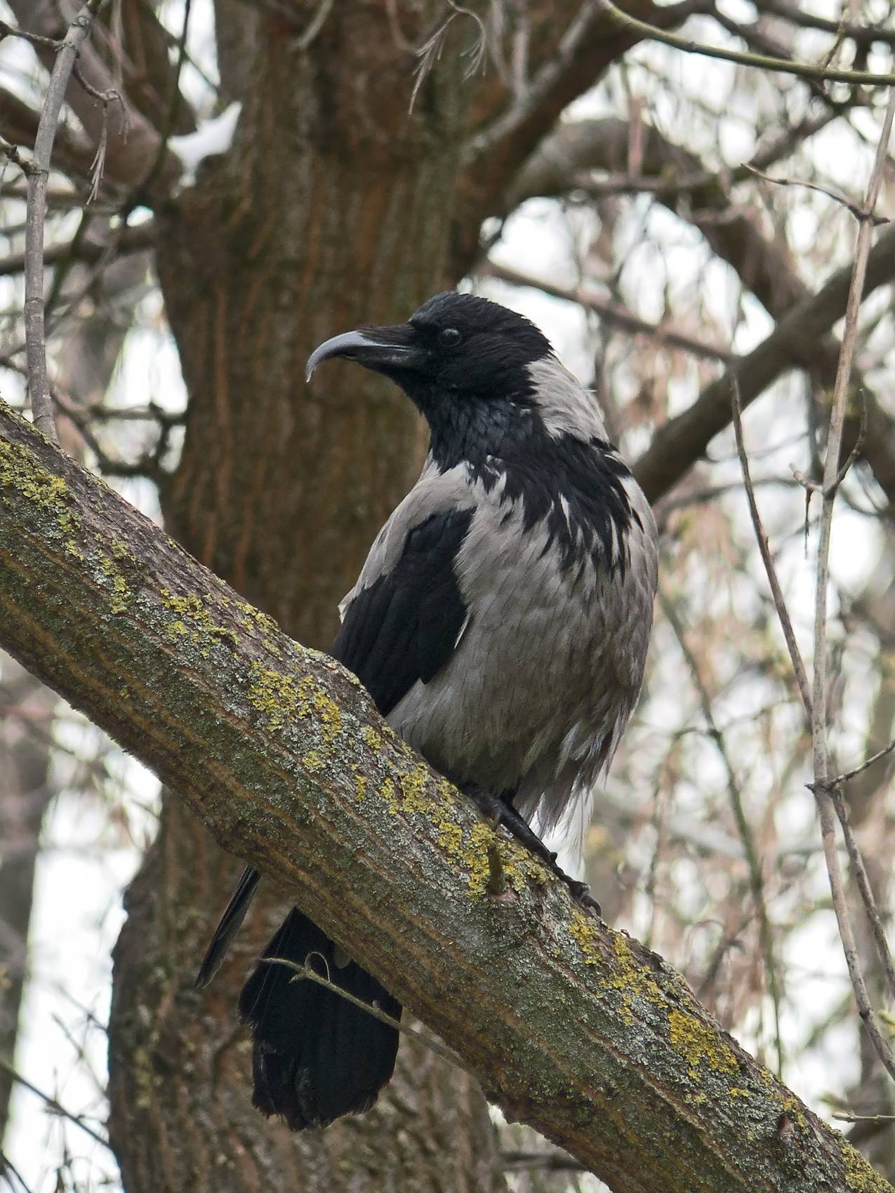 ворона, серая ворона, corvus cornix, КарОл