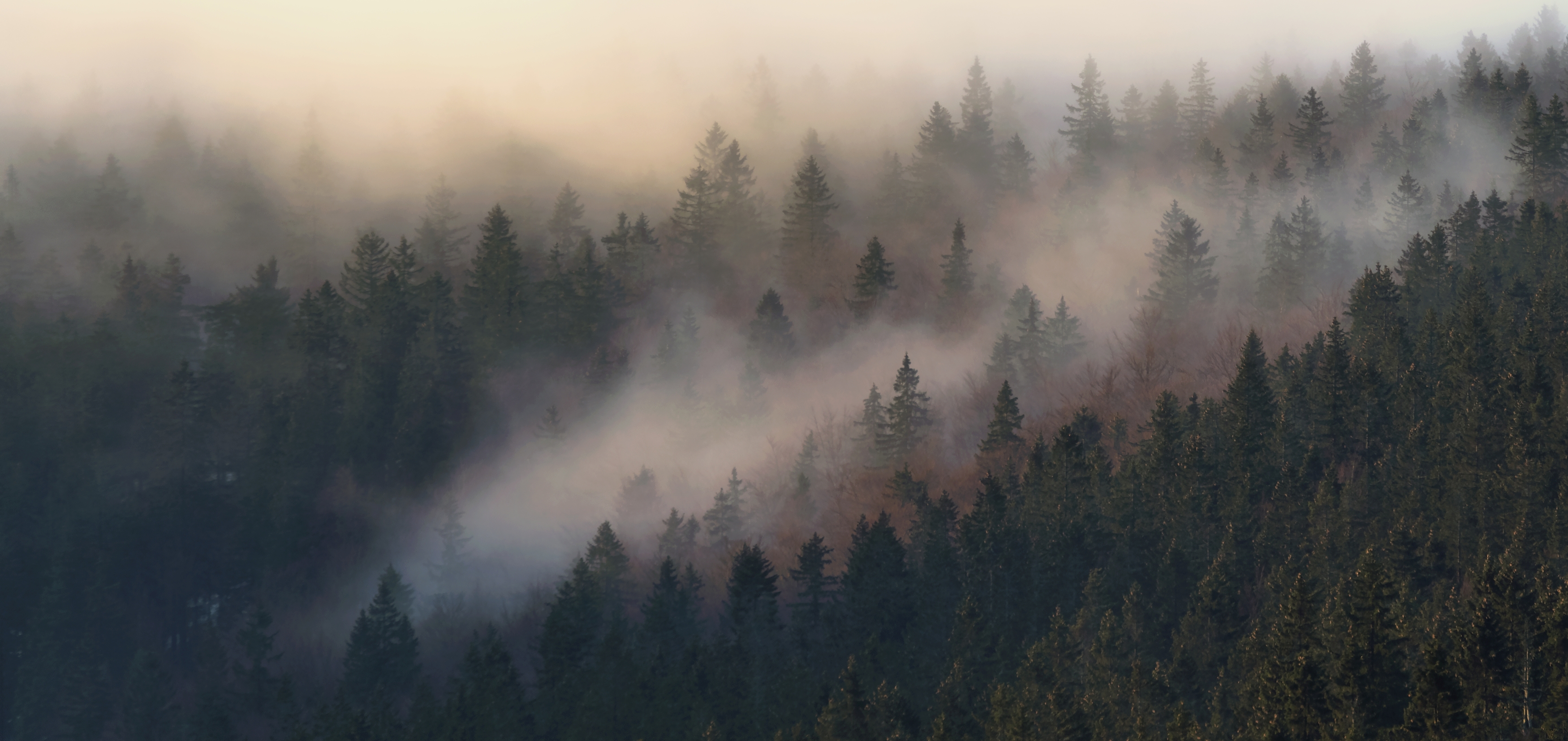 landscape, morning, trees, Petr Fiala