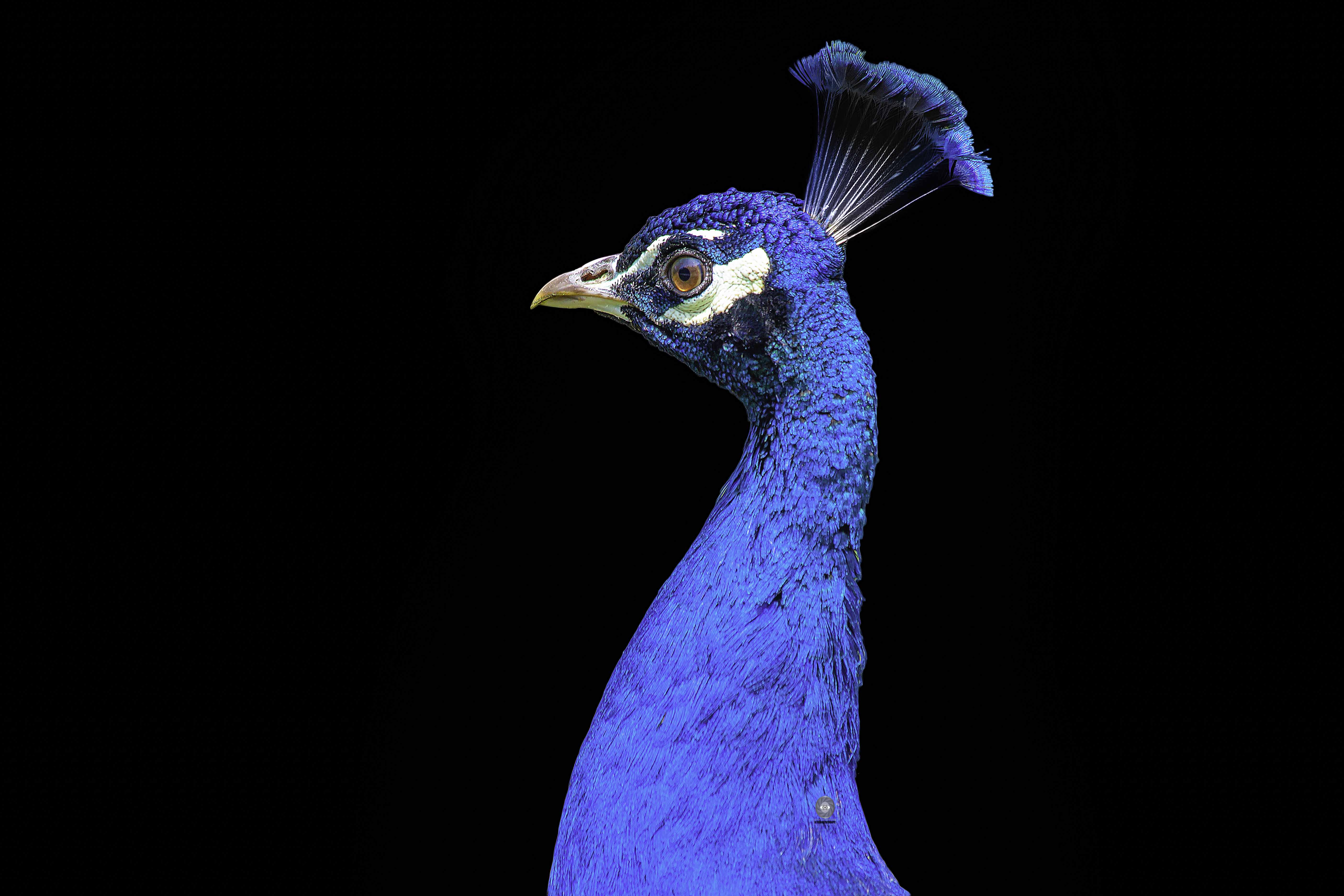 peacock, Ali Pashang