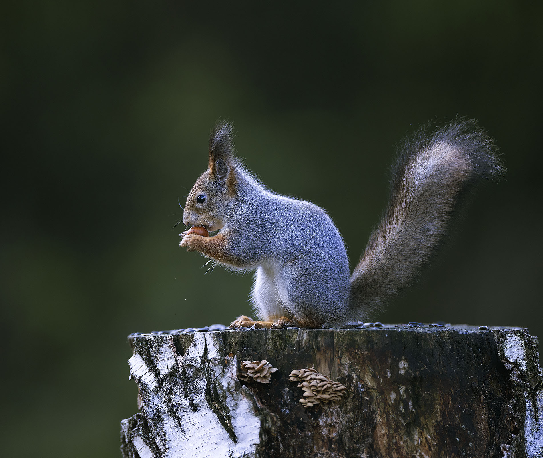 белка,орех,лес,природа, squirrel,nut, beautiful, forest, nature, Стукалова Юлия