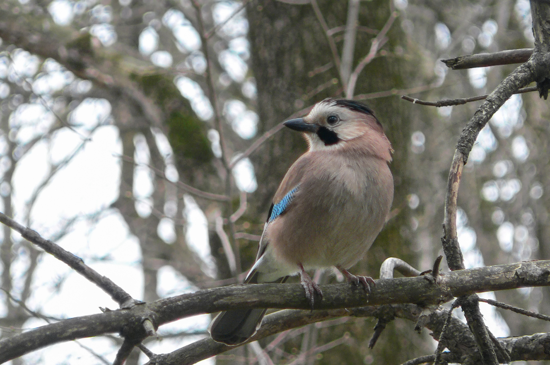 сойка, сойка обыкновенная, garrulus glandarius, КарОл