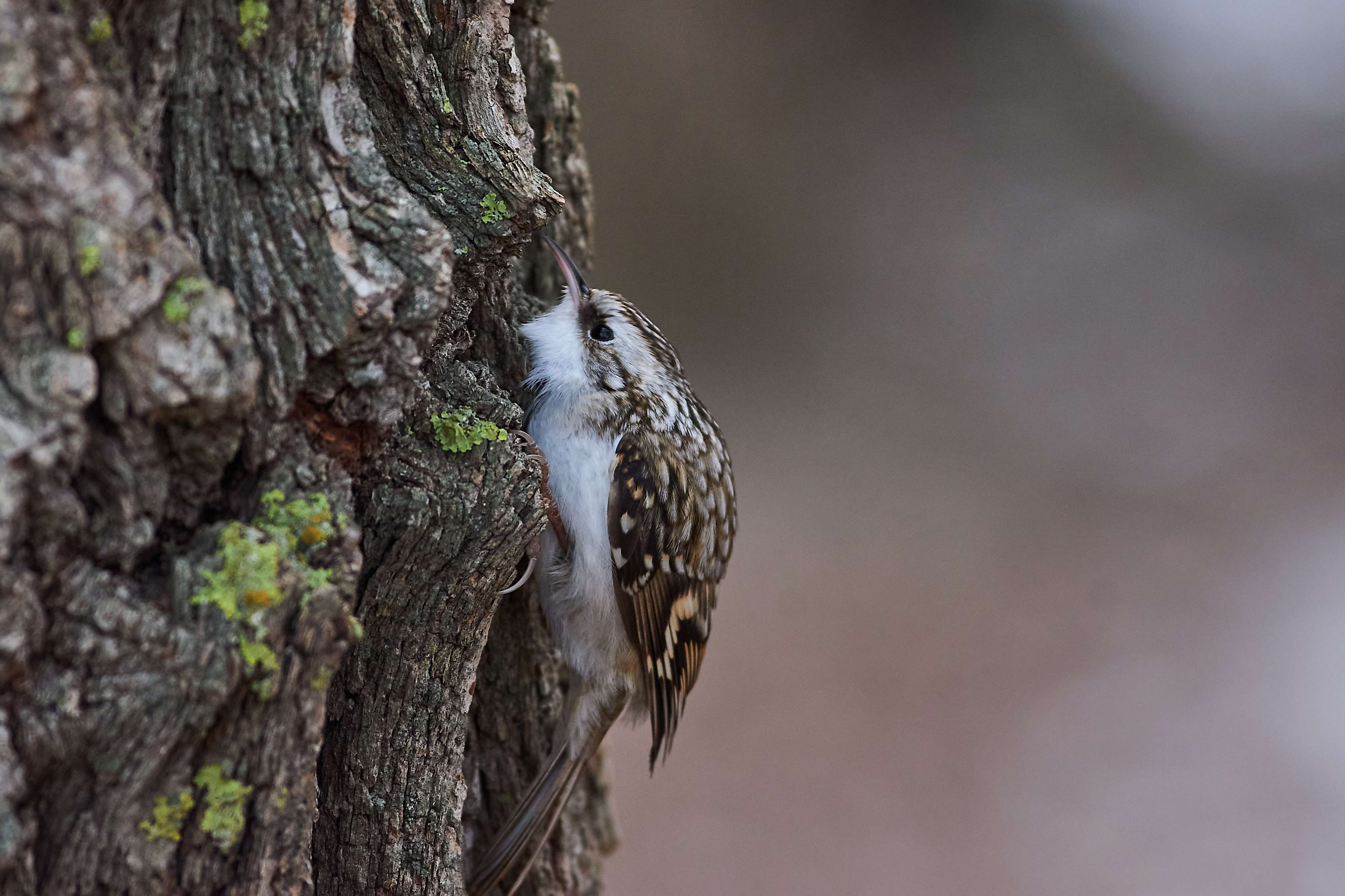 bird, birds, volgograd, russia, wildlife, , Павел Сторчилов