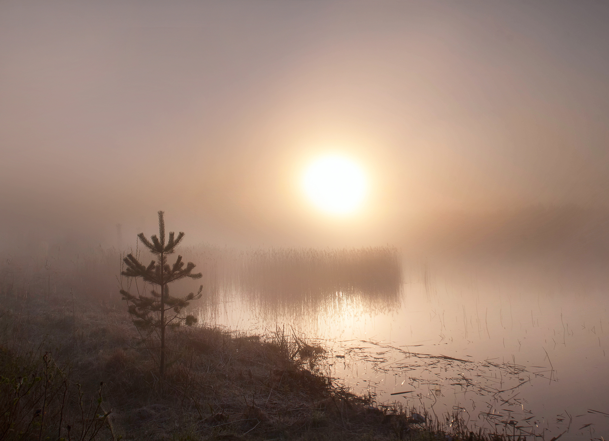 sun,dawn,morning,pine, Eugenijus Rauduve