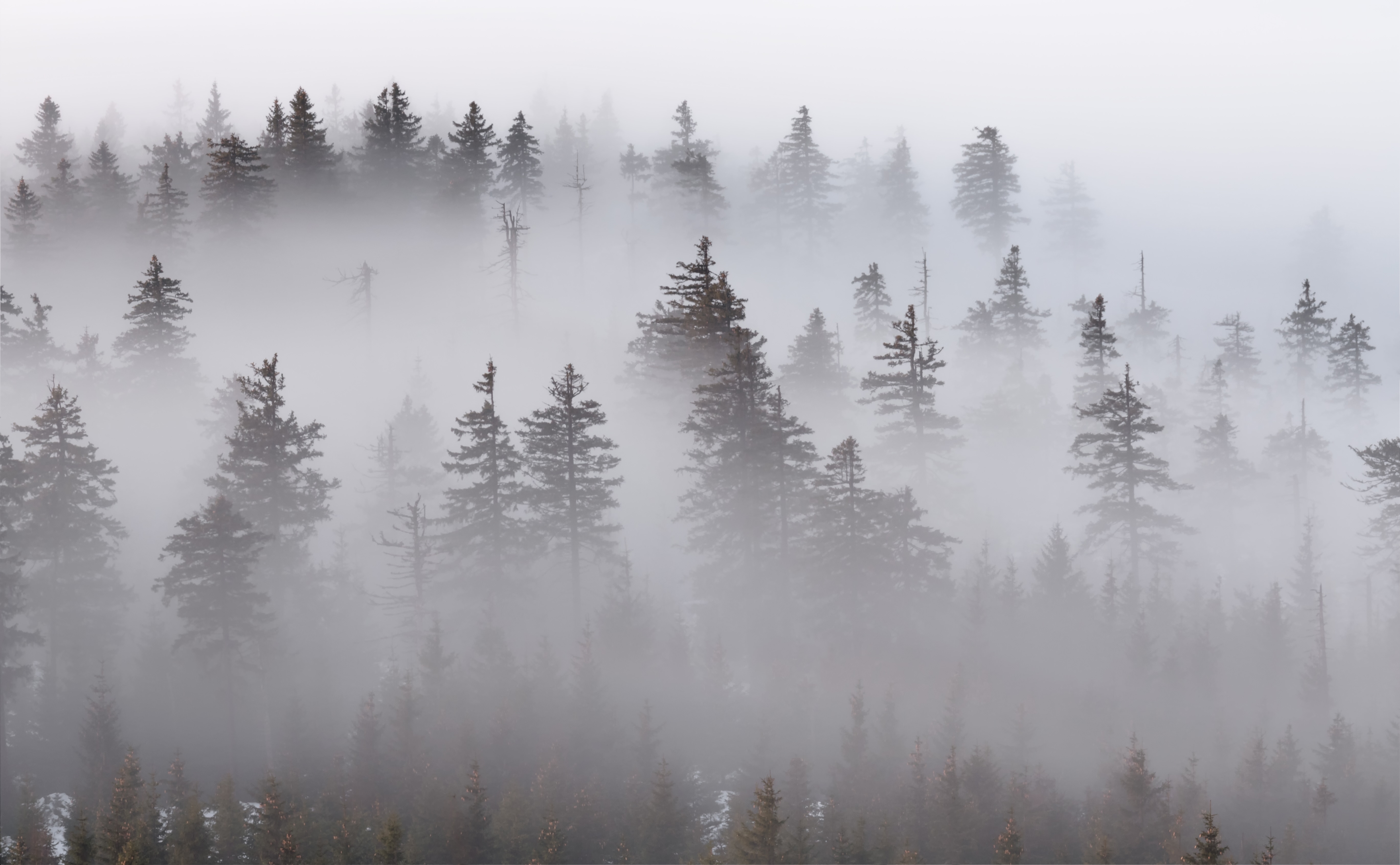 landscape, winter, fog, Petr Fiala