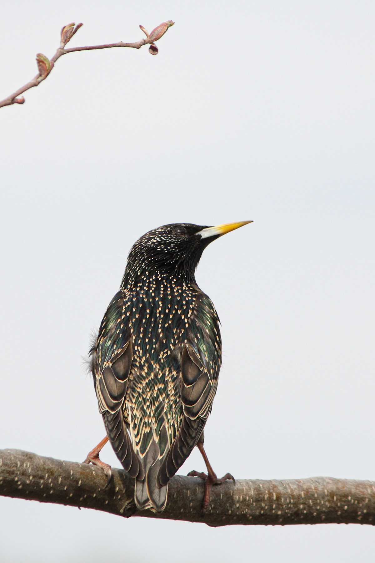 сквроец, обыкновенный скворец, sturnus vulgaris, КарОл