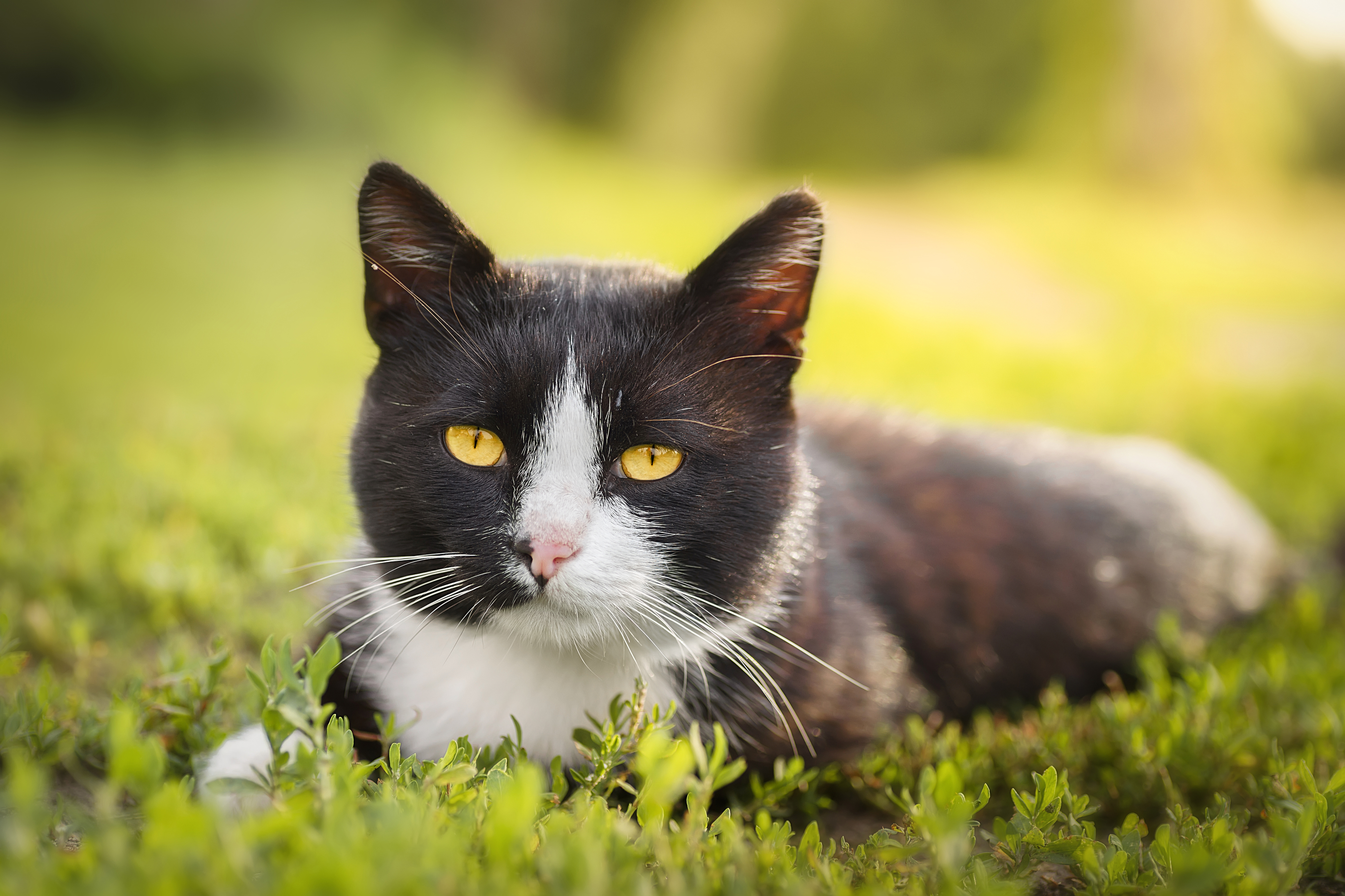 nature, cat, grass, animal, portrait, green, young, feline, cute, pet, Корнеев Алексей