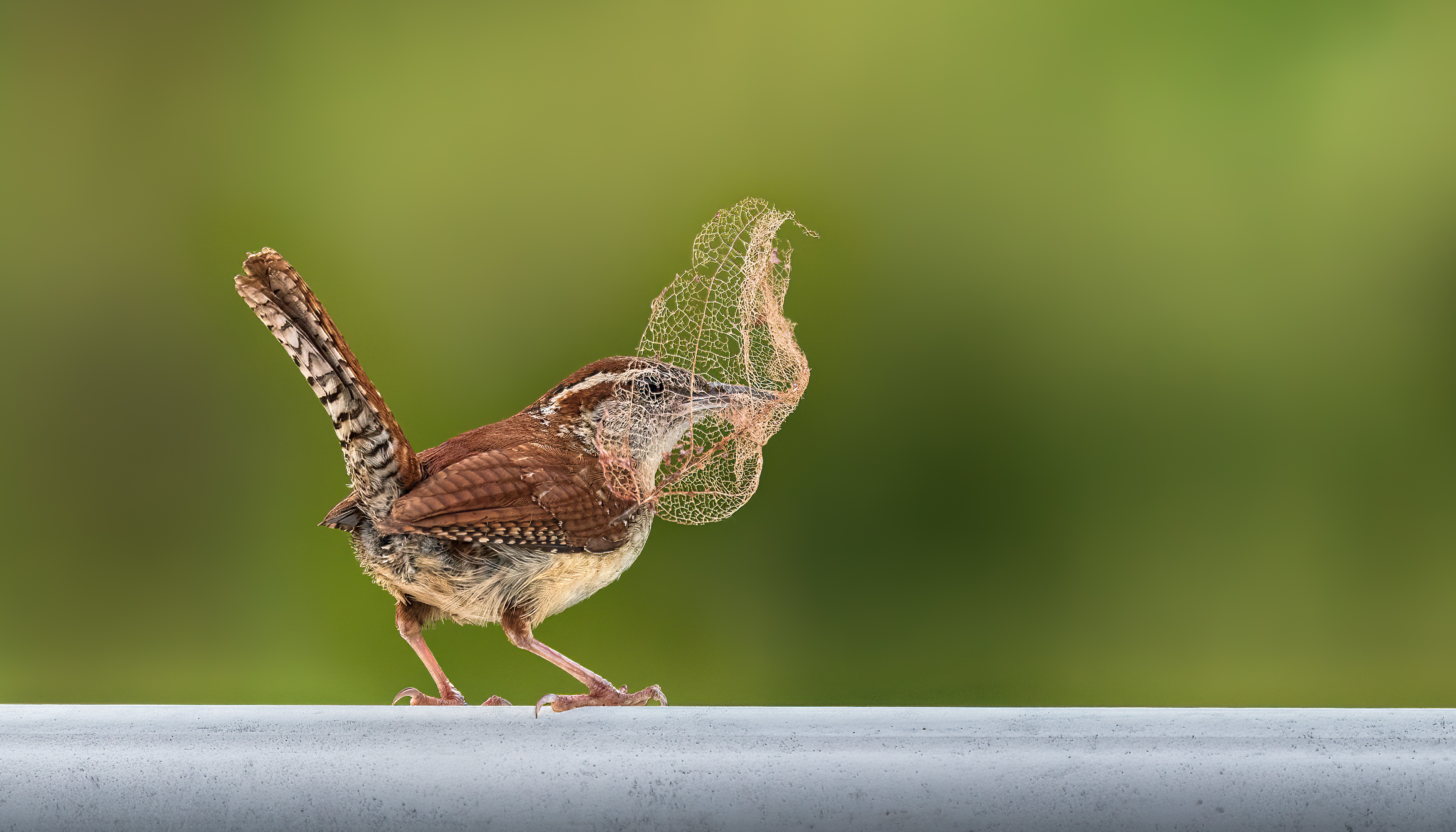 bird, wren, carolina wren, songbird, mockingbird, songbirds, mockingbirds, nature, animals, wild,, Atul Saluja