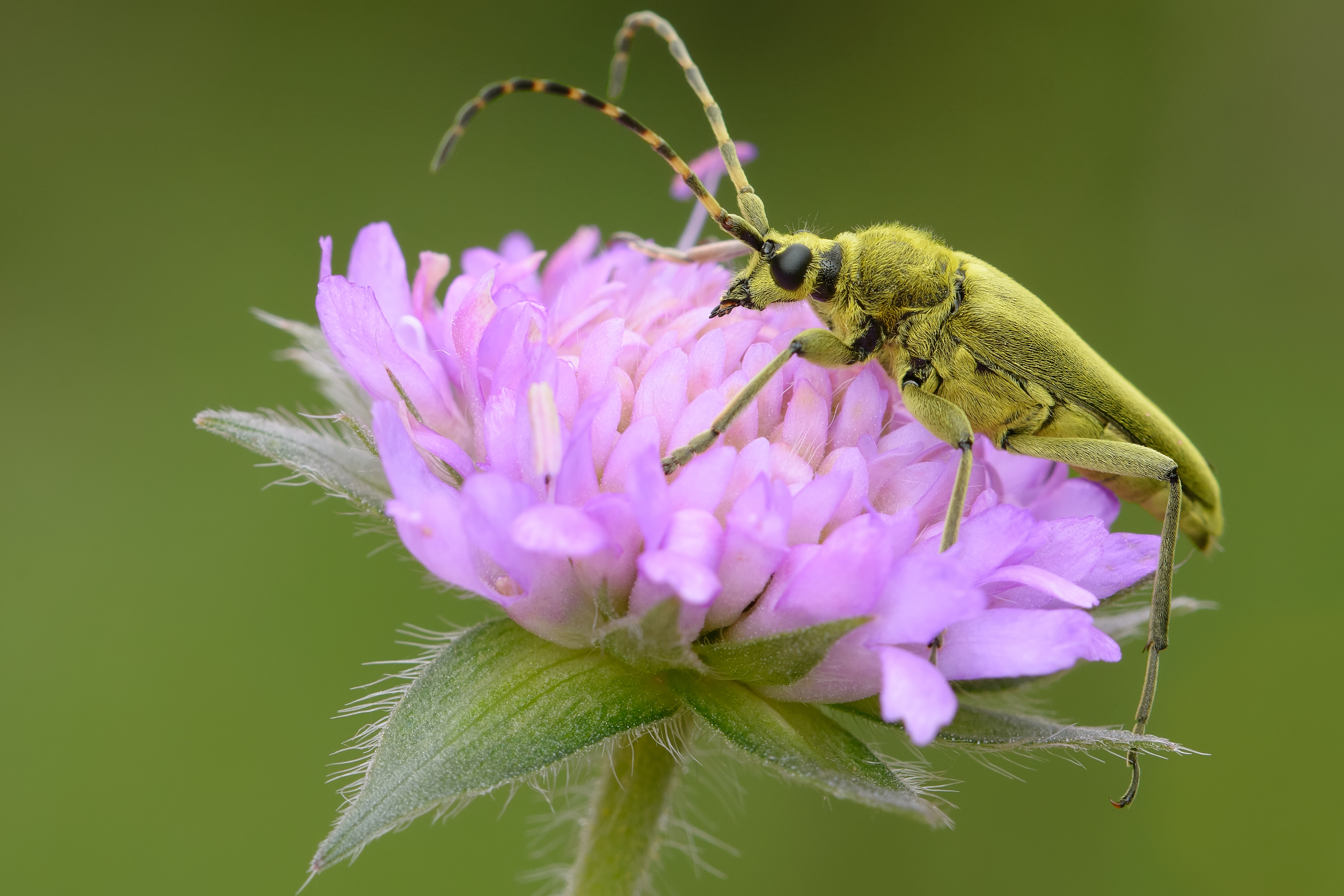 лептура зелёная, усачик зелёный, lepturobosca virens, усачи, cerambycidae, жук, Павел Черенков