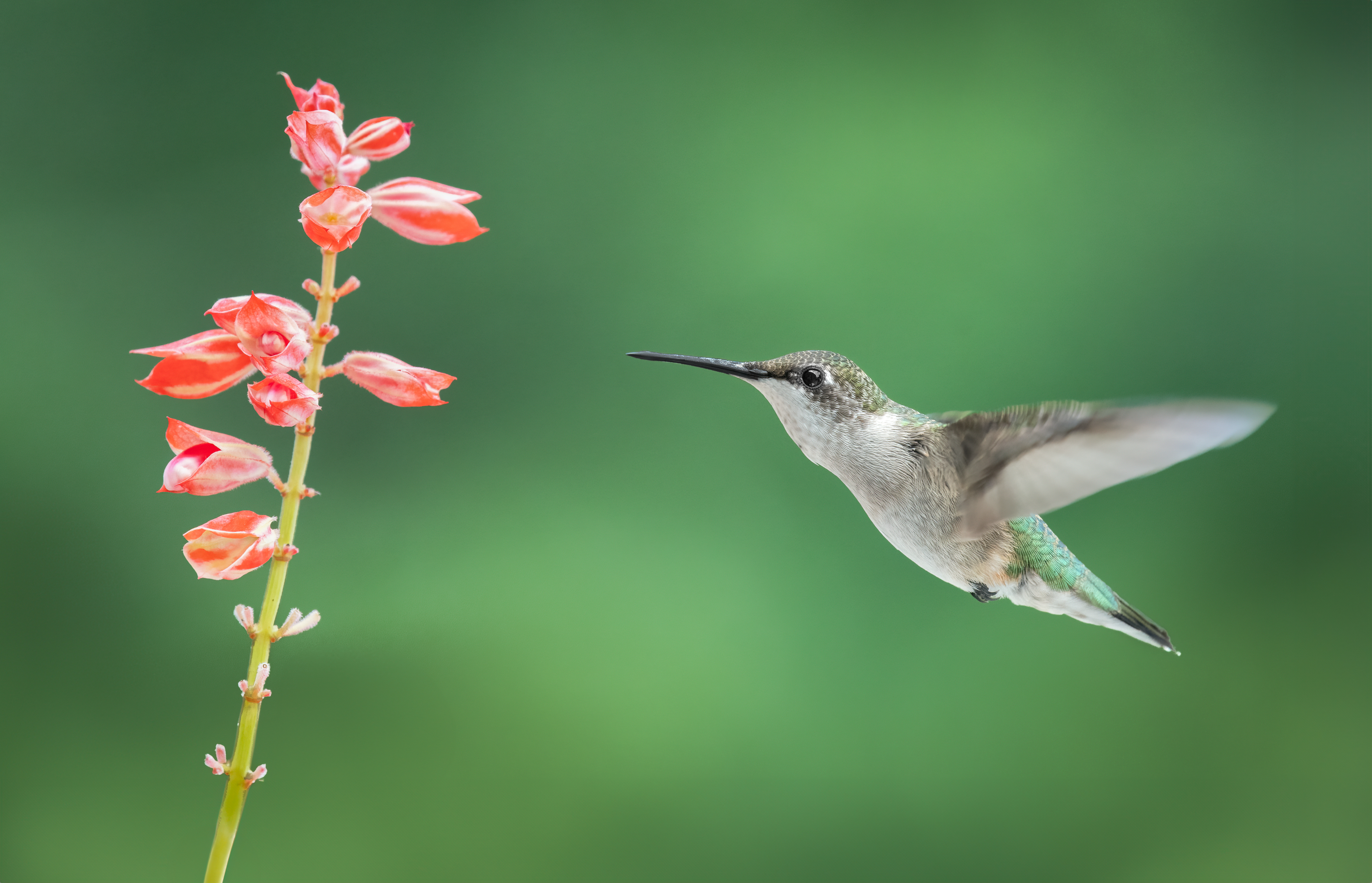 bird, humming, hummingbird, hummingbirds, hummer, rufous, nature, animals, wild, action, dynamic, Atul Saluja