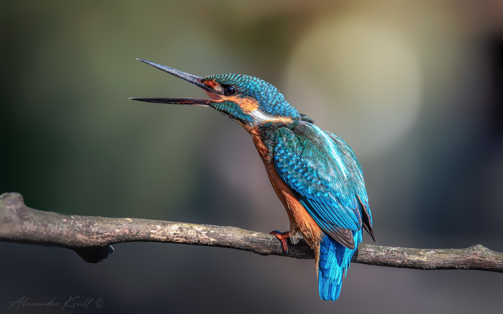 зимородок, обыкновенный зимородок, alcedo atthis, Круль Александр