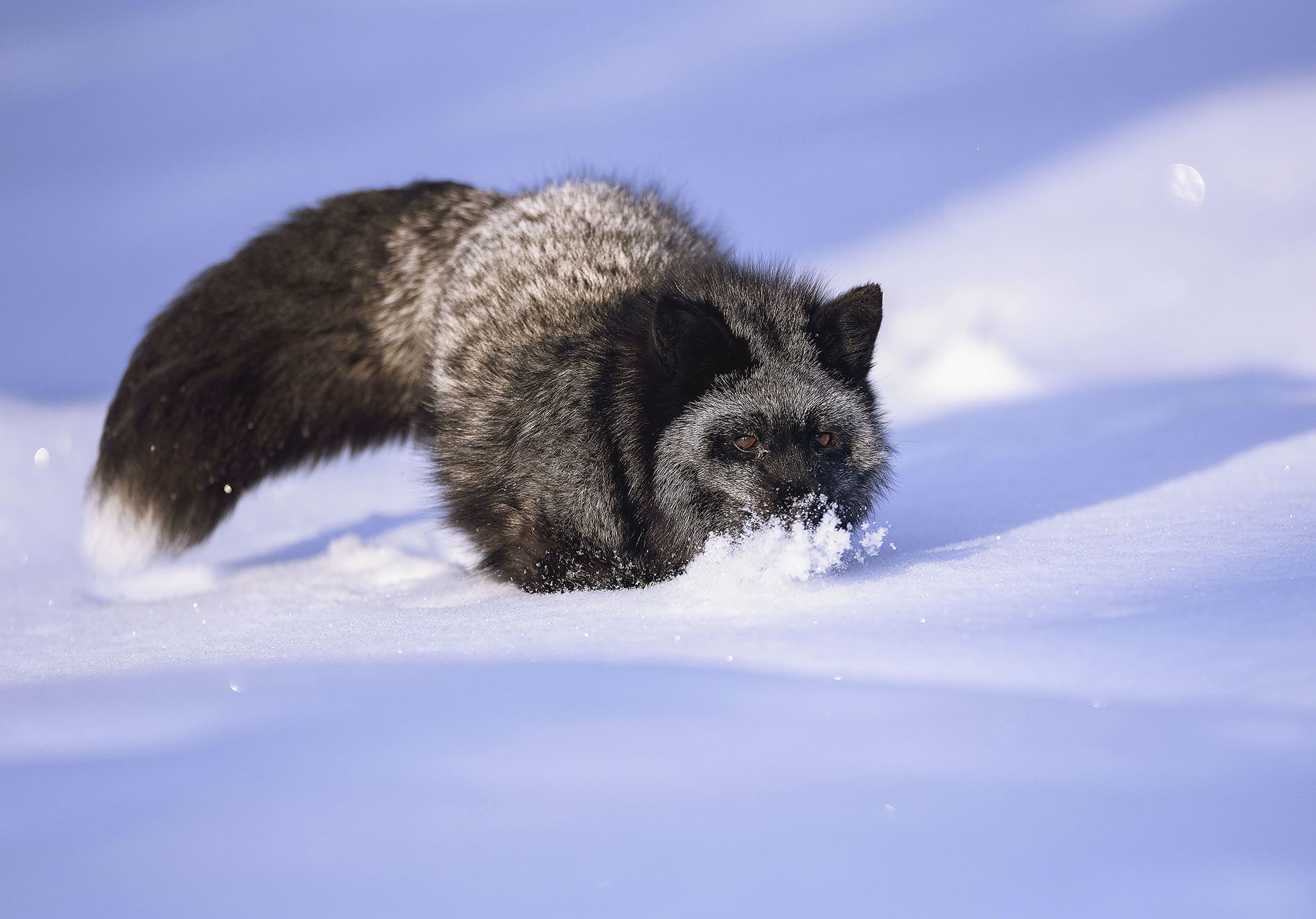 лиса, чернобурая, красотка, охотница, зима, природа, fox, beautiful, hunter, winter, nature, Стукалова Юлия