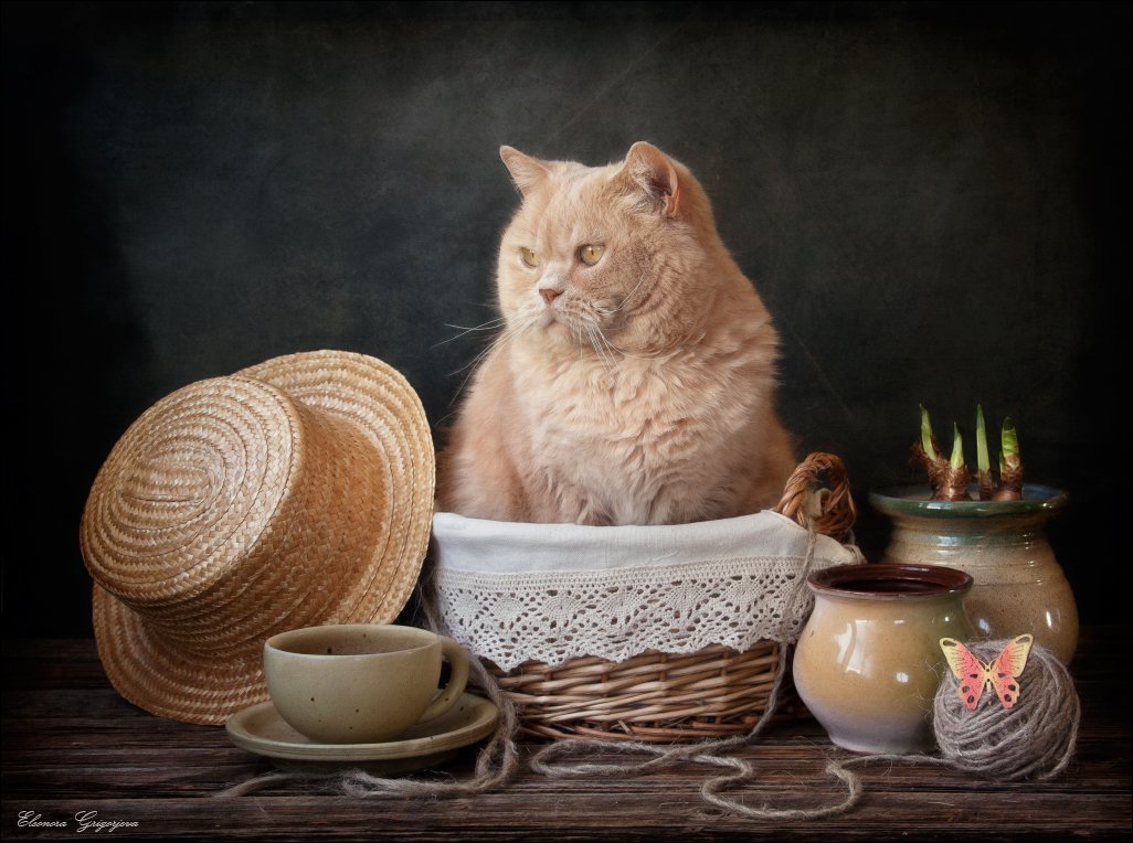 британский короткошерстный, весна, кот, натюркотики, ожидание, соломенная шляпа, Eleonora Grigorjeva