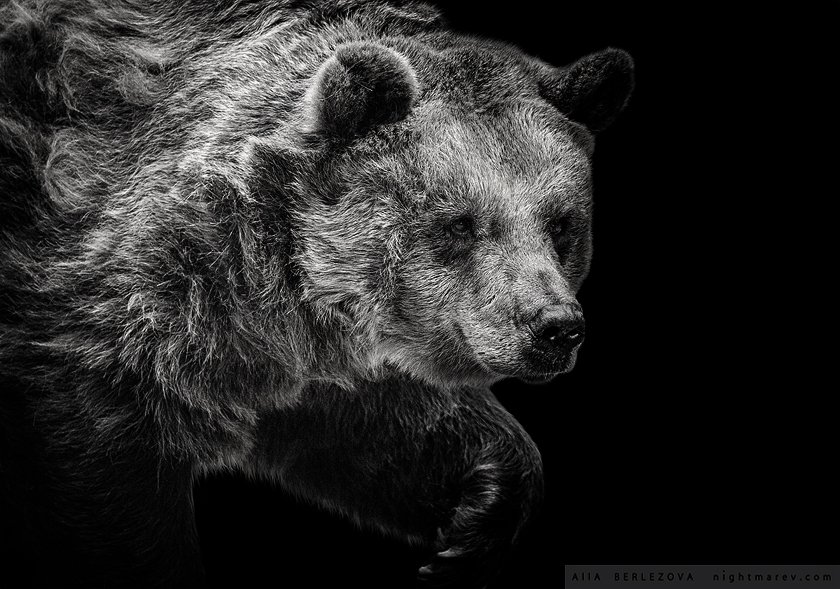 bear, black and white, медведь, черно-белое, Alla