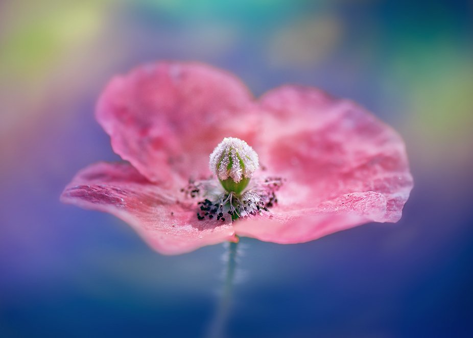 antrisolja,nature,macro,tulip,, Antri  Solja