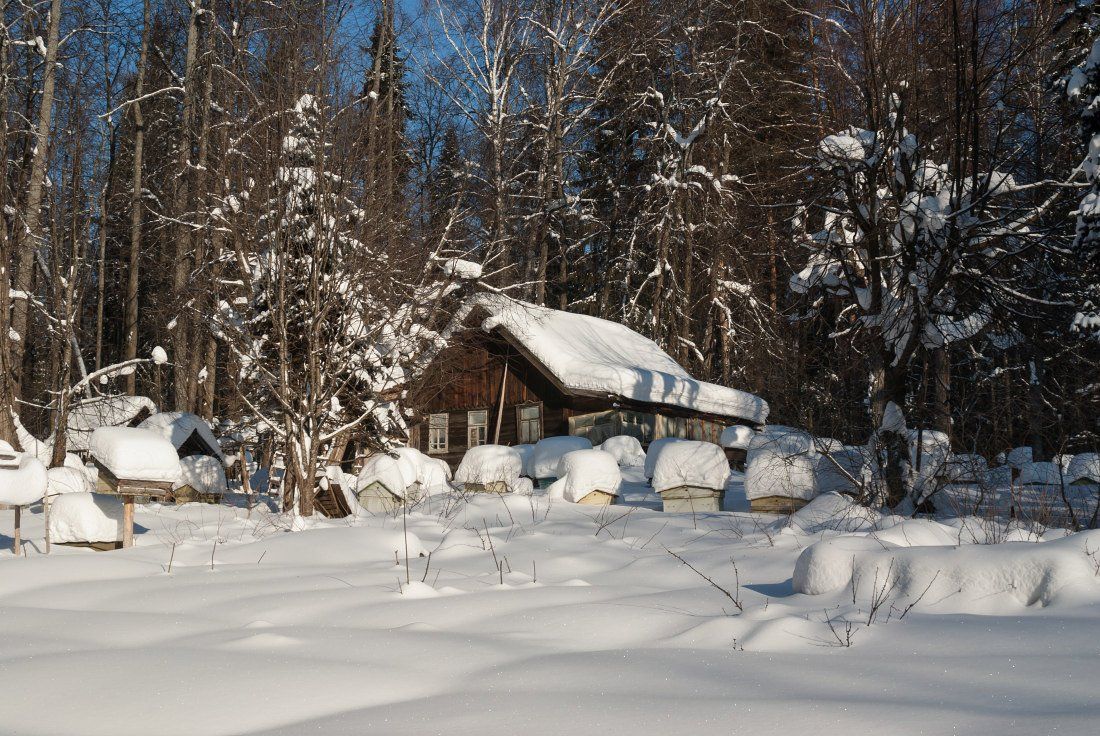Пасека снег избушка ульи сугробы лес зима мороз, Георгий Машковцев