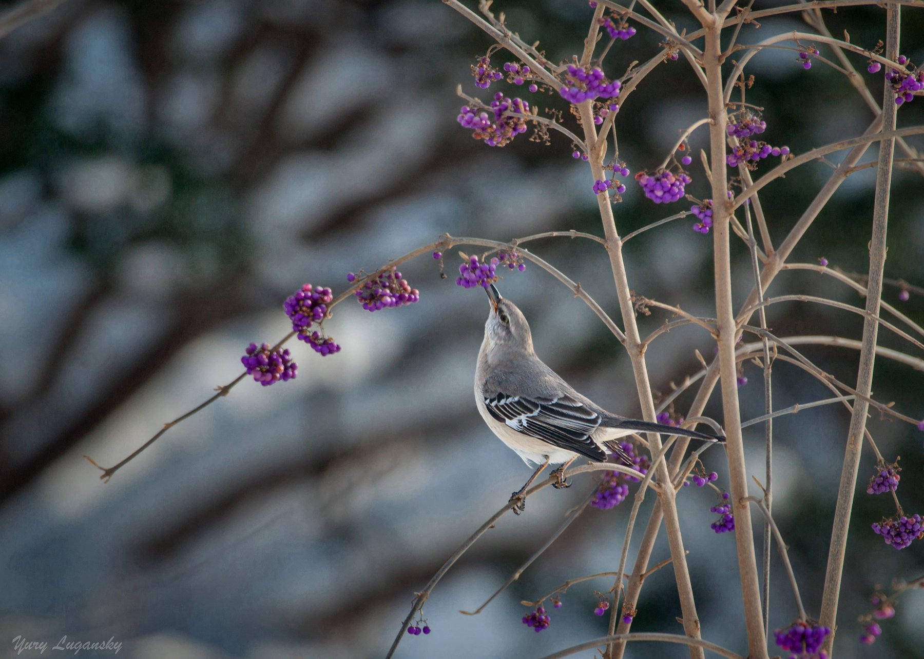 Northern mockingbird Mimus polyglottos, Yury Lugansky