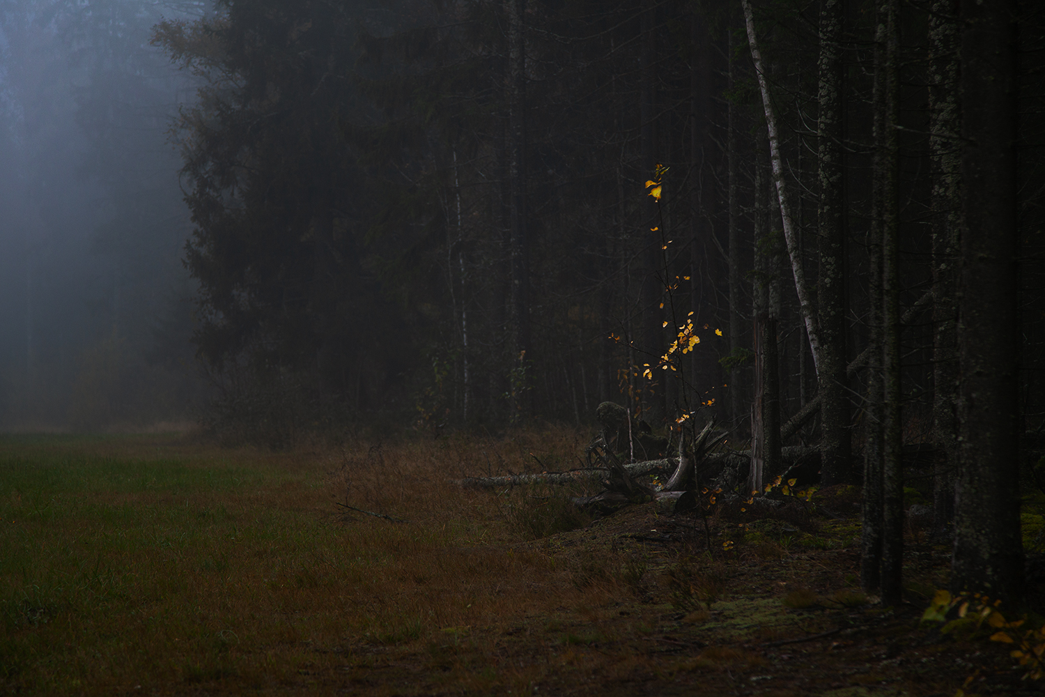 forest, fog, autumn, november, Медведникова Мария