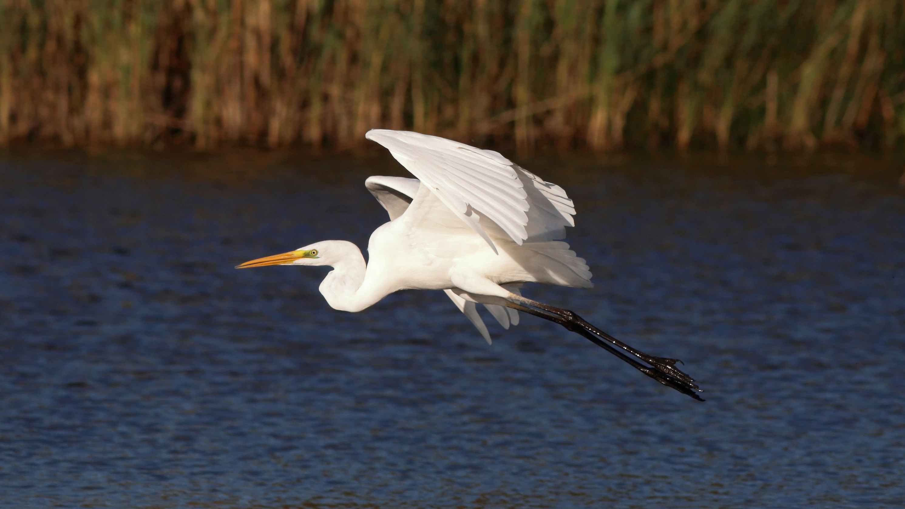 большая белая цапля, ardea alba, great egret, Бондаренко Георгий