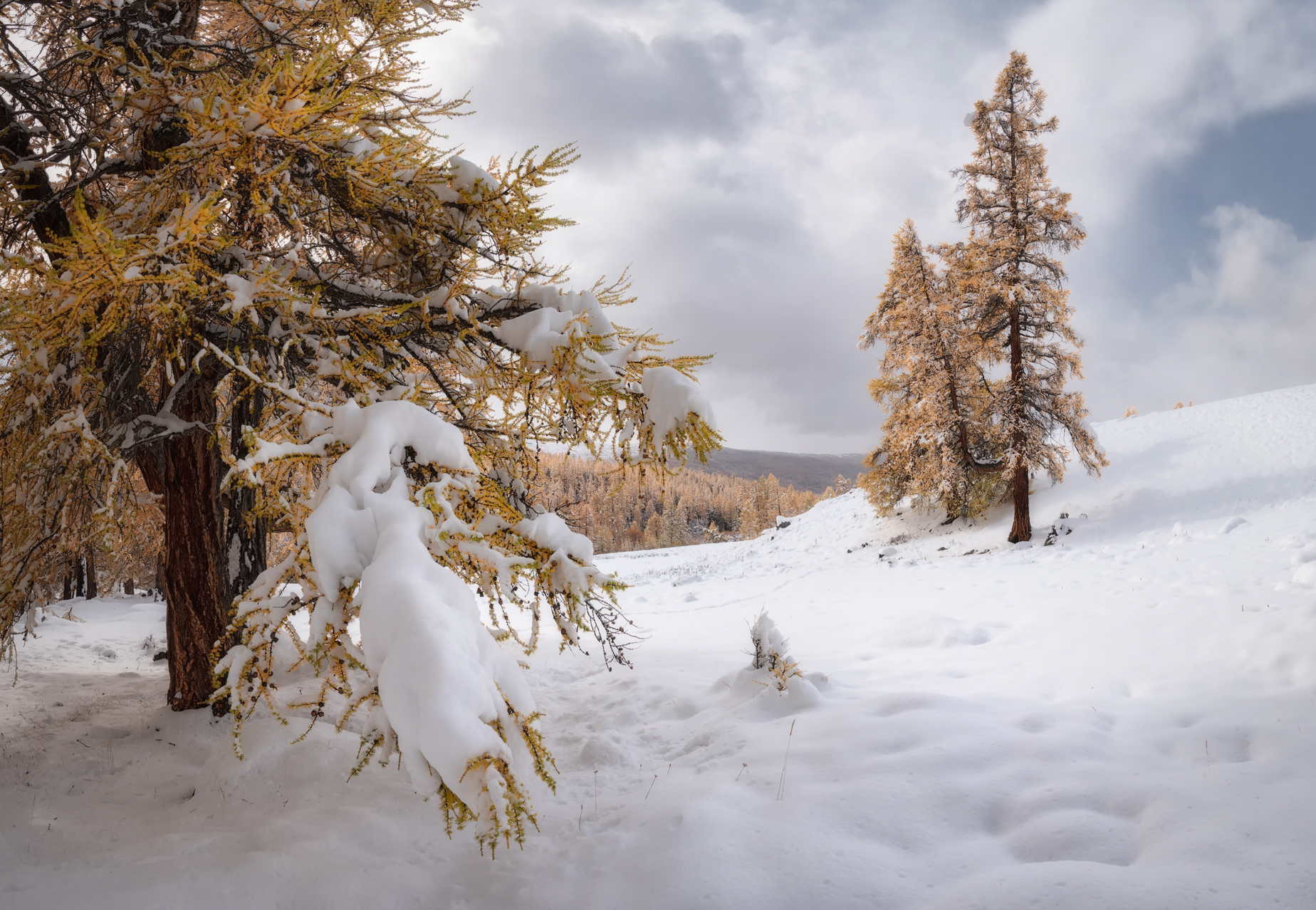 алтай, горный алтай, пейзажи алтая, кош-агачский район, лиственницы, золотая осень, горы, осенний алтай, горная тайга, Рубан Елена