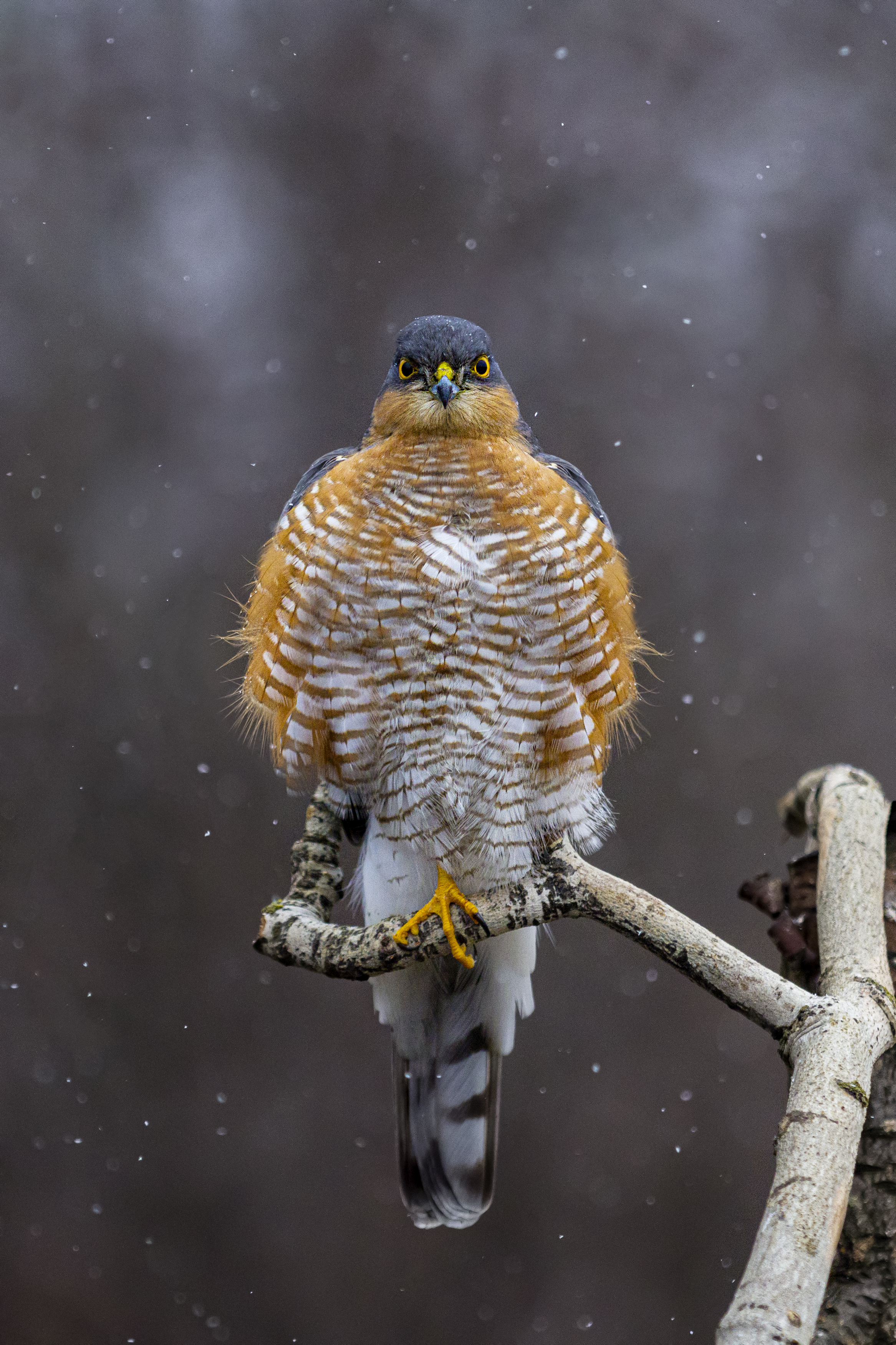 природа, Валерий Черняк