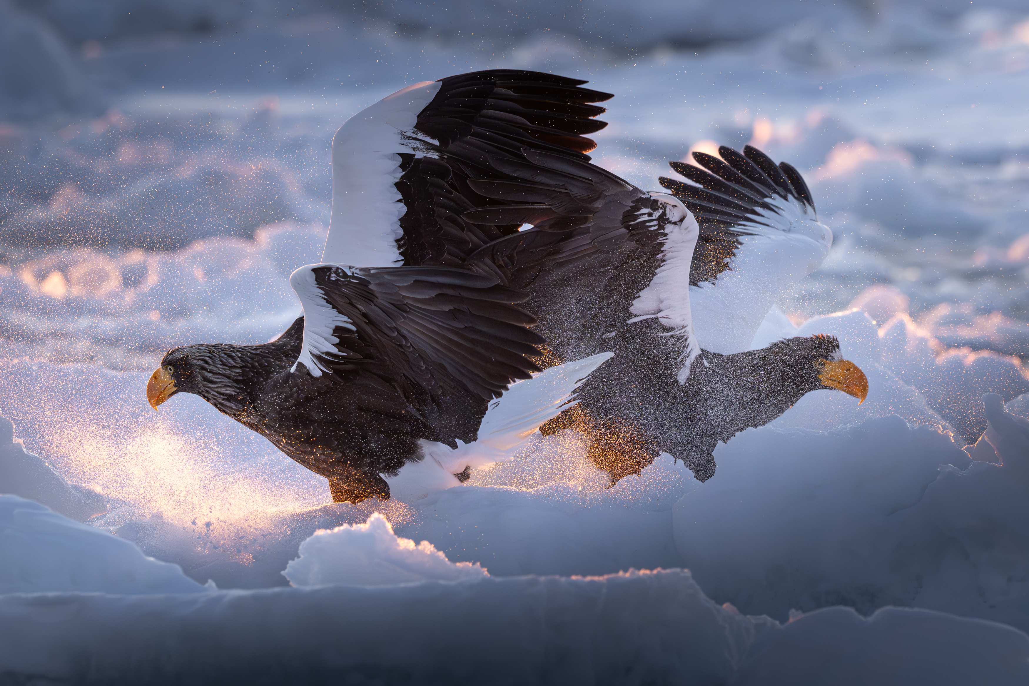 eagle, winter, dawn, Utsunomiya Ryo