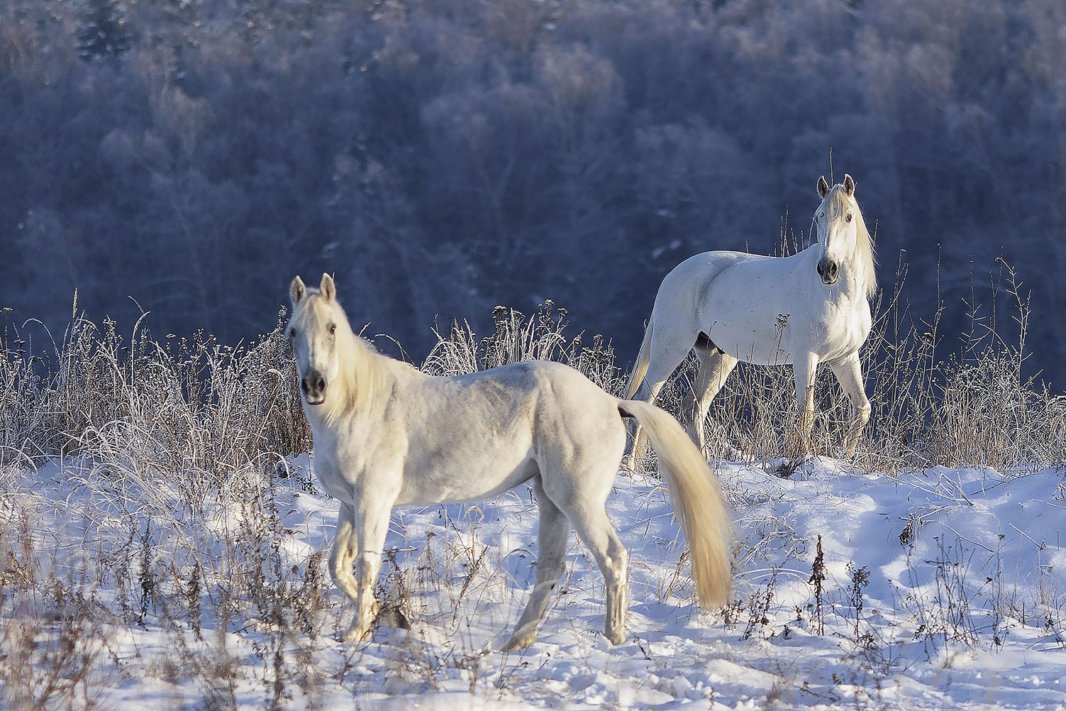 лошади, рысаки, белогривые, природа, зима, красота, horses,beautiful, winter, nature, Стукалова Юлия