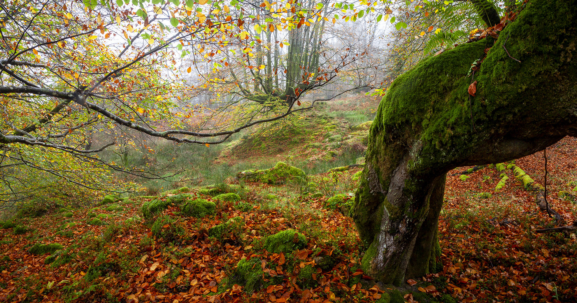 photography, mountain, autumn, fog, landscape, photo, awakening, flowers, land, landmark, lands, soft ligth, ligth, mountains, photo, river, jimenez millan samuel