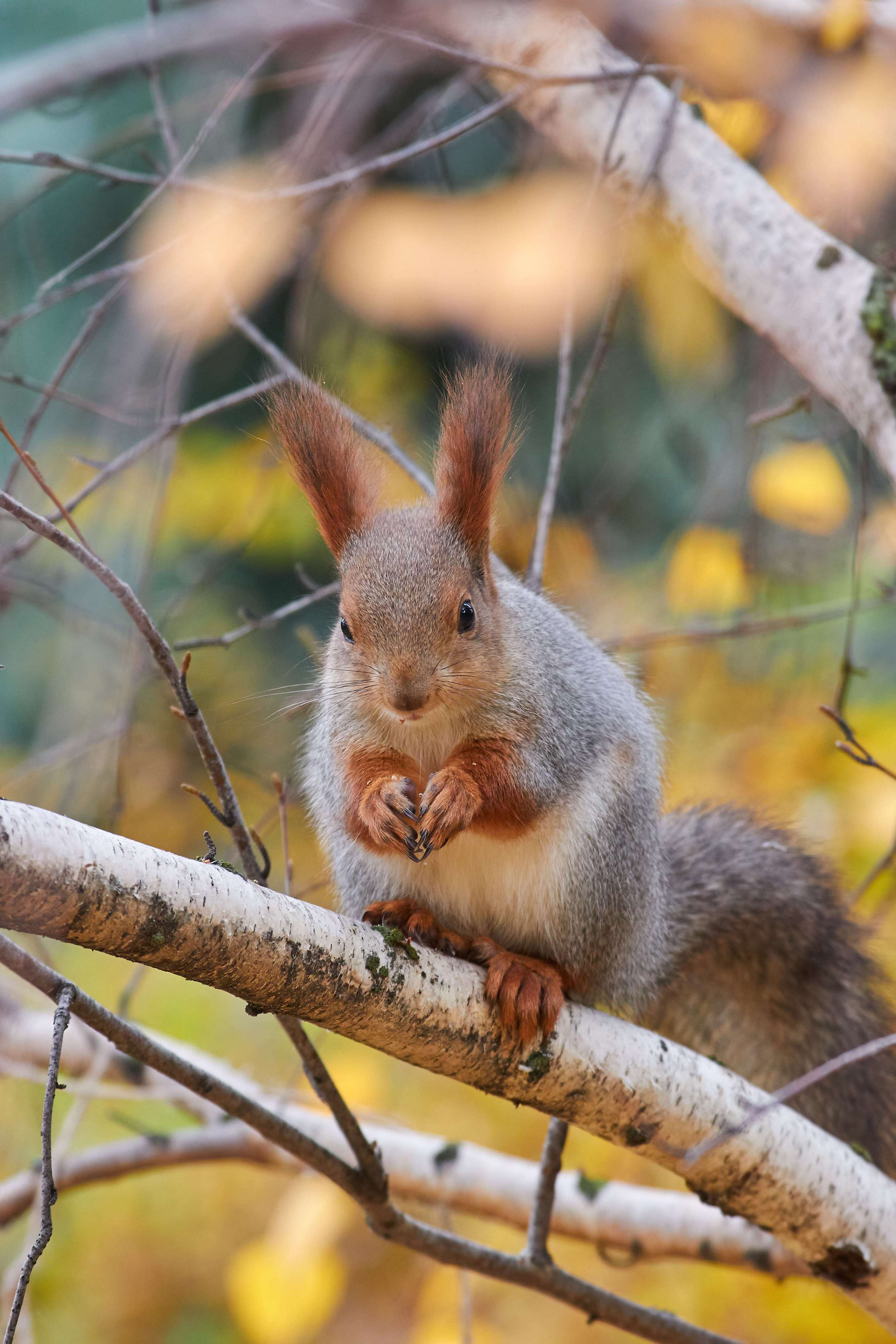 squirrel, volgograd, russia, , Павел Сторчилов