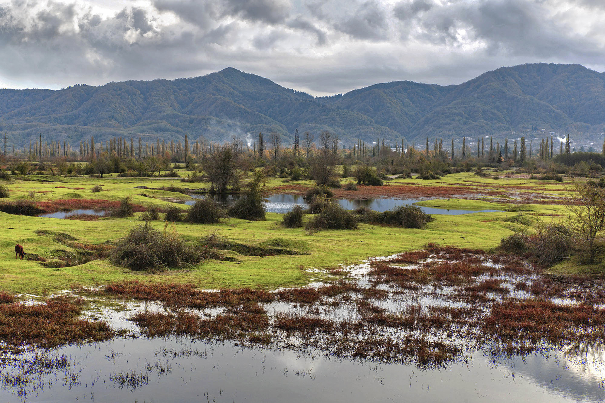 nature, landscape, meadow, georgia, imereti, природа, ландшафт, луг, грузия, имеретия,  Nina Zorina