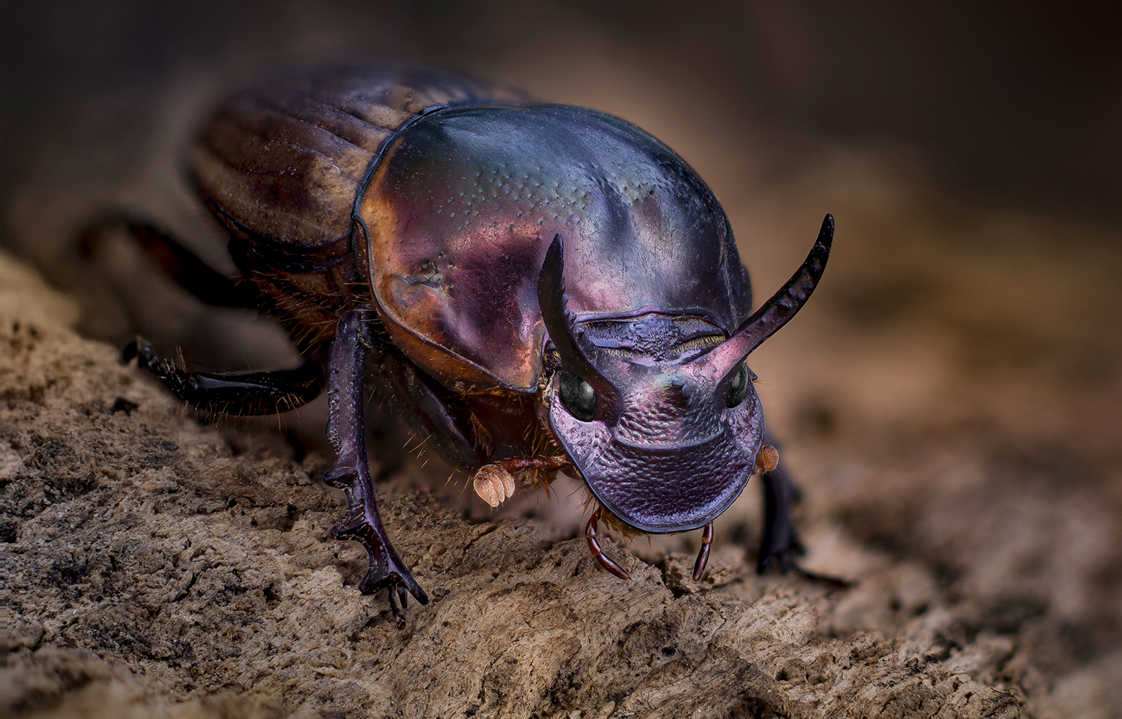 coleoptera, scarabaeidae, digitonthophagus sp. mėšliukas, Kavaliauskas Eugenijus