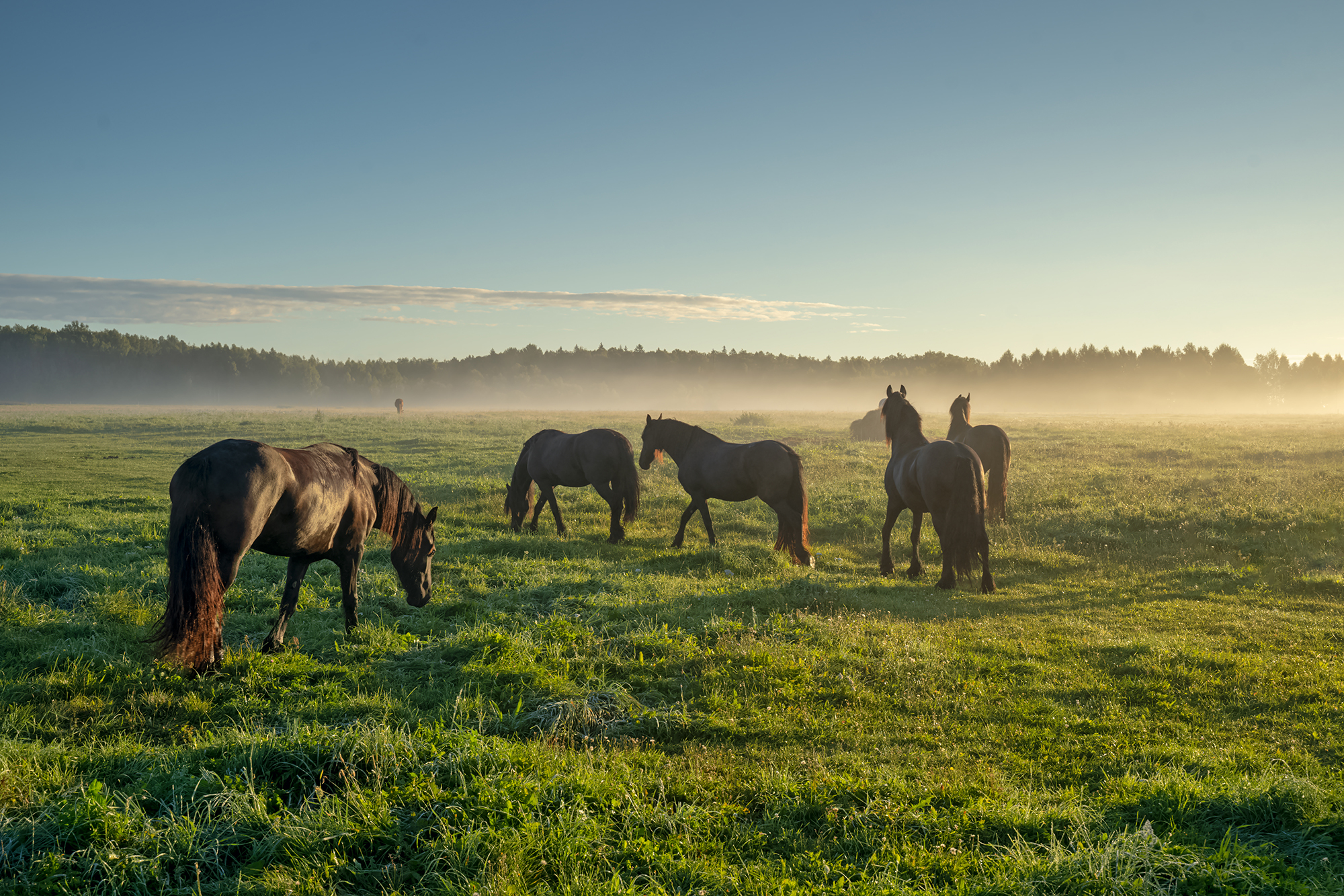 horses,morning,mist,field, Eugenijus Rauduve