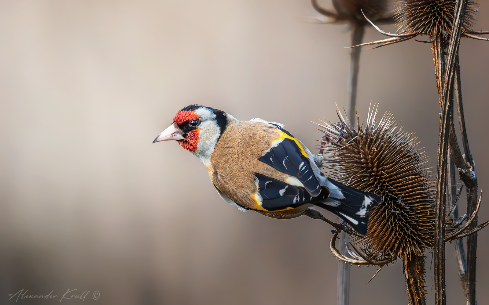 щегол, черноголовый щегол, обыкновенный щегол, carduelis carduelis, Круль Александр