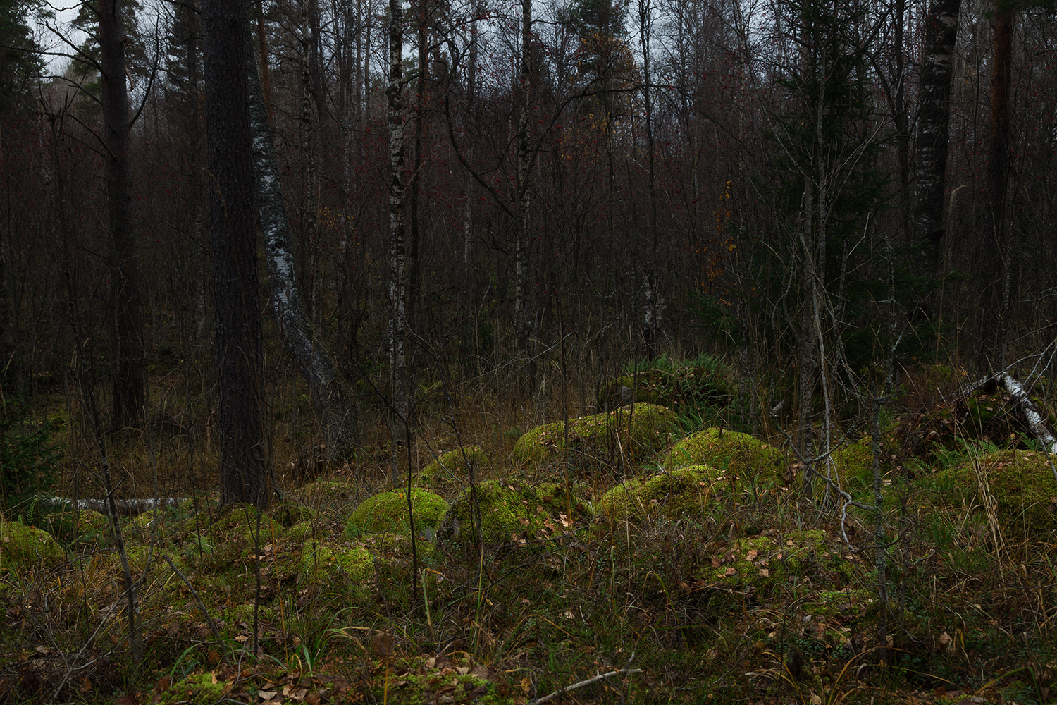 forest, autumn, november, Медведникова Мария